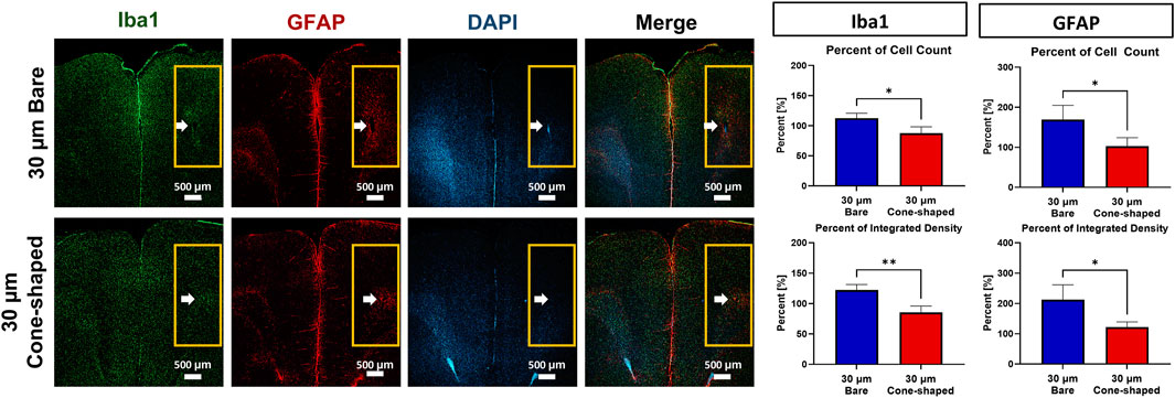 Fluorescent microscopy images and bar graphs depict Iba1 and GFAP expression in two conditions: 30 μm bare and 30 μm cone-shaped CFME. Panels show Iba1 (green), GFAP (red), DAPI (blue), and merged images. Bar graphs compare cell count percentages and integrated densities for Iba1 and GFAP, highlighting significant differences across conditions, with statistical significance indicated by asterisks. Scale bars represent 500 micrometers.