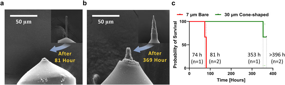 Scanning electron microscope (SEM) images and a survival plot comparing the durability of 7 μm bare and 30 μm cone-shaped CFMEs. Panel (a) shows the tip of a 7 μm bare CFME before and after 81 hours of use. Panel (b) displays the tip of a 30 μm cone-shaped CFME before and after 369 hours. Panel (c) presents a graph showing the probability of survival over time, indicating that the 30 μm cone-shaped CFME demonstrates a significantly prolonged operational lifetime compared to the 7 μm bare CFME.