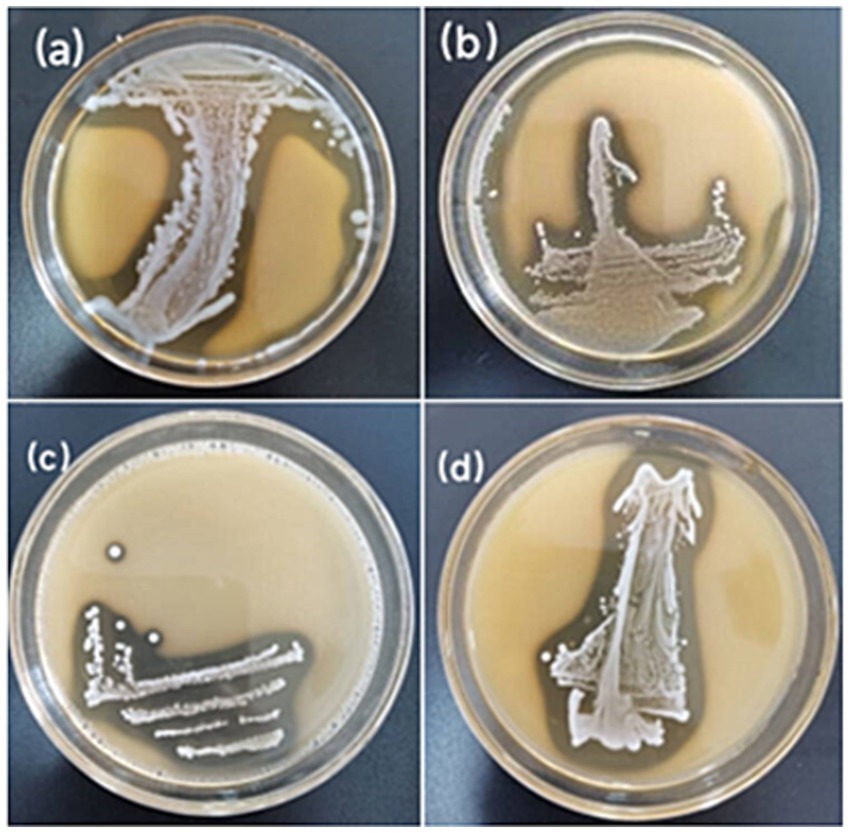 Four petri dishes labeled (a) through (d), each showing different bacterial growth patterns. The growth in (a) and (d) forms distinct, complex structures, while (b) and (c) display varied, irregular patterns on a light brown medium.