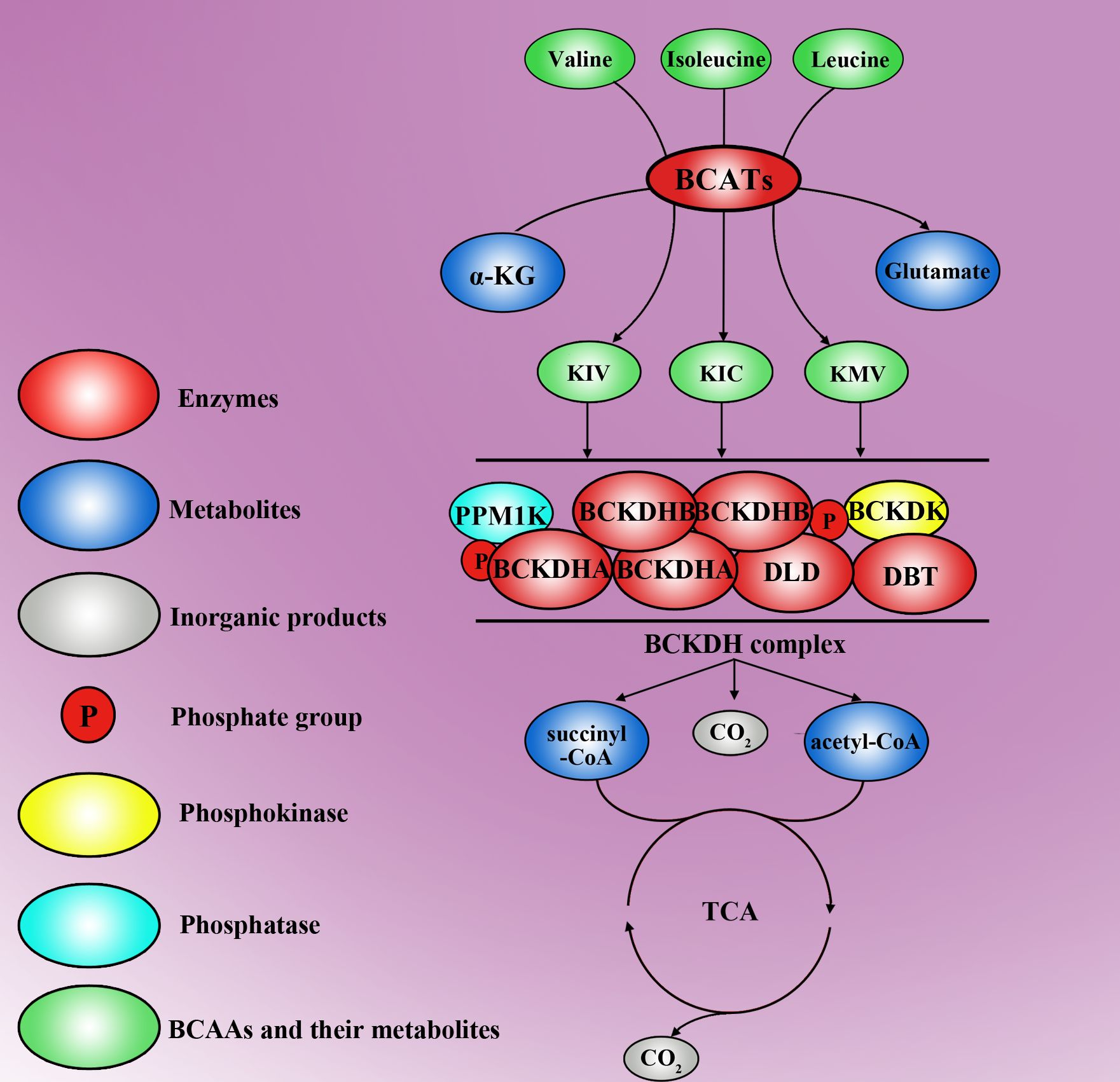 Diagram illustrating the metabolic pathway of branched-chain amino acids (BCAAs) involving BCATs and the BCKDH complex. It shows a flow from amino acids like valine, isoleucine, and leucine, to various enzymes, metabolites, and products like succinyl-CoA and acetyl-CoA. The components are color-coded and labeled, with a key indicating enzymes, metabolites, inorganic products, phosphate groups, phosphokinase, phosphatase, and BCAAs and their metabolites on a purple background.