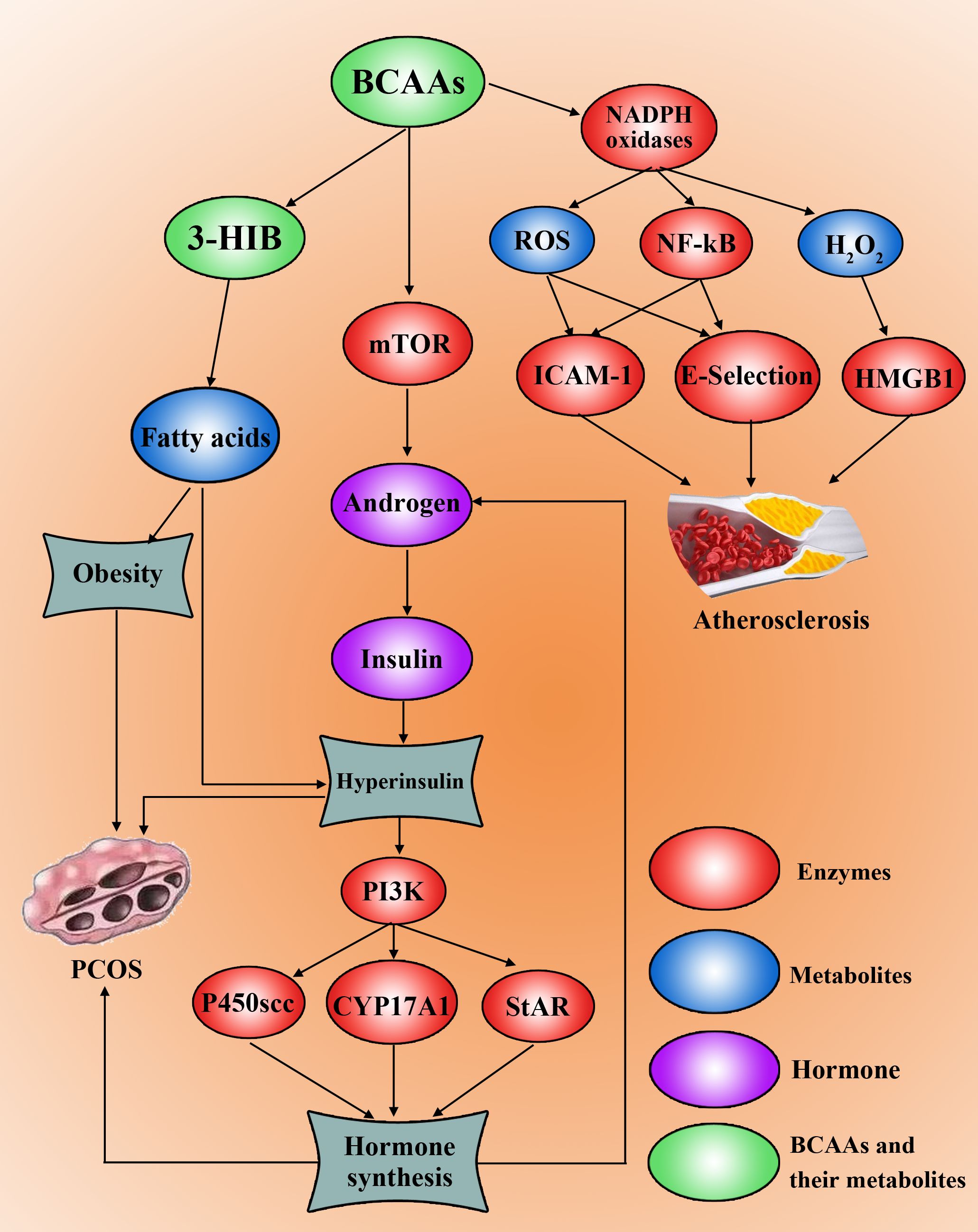 Flowchart illustrating the role of branched-chain amino acids (BCAAs) and their pathways related to conditions like obesity, polycystic ovary syndrome (PCOS), and atherosclerosis. It shows the interactions between BCAAs, enzymes, metabolites, and hormones. Key components include mTOR, NADPH oxidases, insulin, androgen, and several others, leading to hyperinsulin, hormone synthesis, and potential health impacts. The color-coded legend categorizes components into enzymes, metabolites, hormones, and BCAAs.