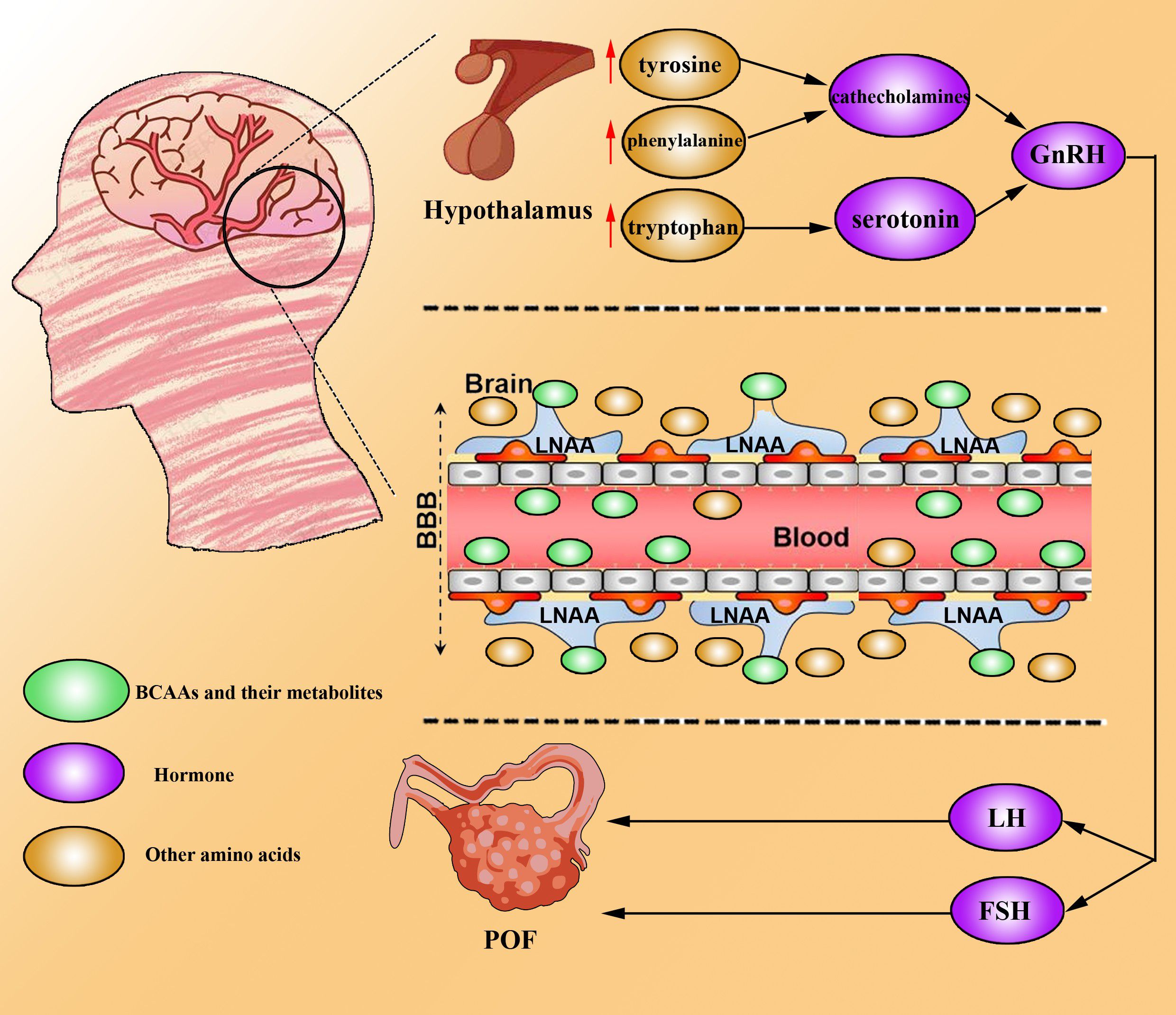 Diagram illustrating the role of amino acids and hormones in brain and ovarian function. It shows the hypothalamus producing hormones from amino acids like tyrosine and tryptophan. These hormones influence GnRH, LH, and FSH in the brain and affect ovarian function (POF). The blood-brain barrier is depicted, showing transport of amino acids from blood to brain, with LNAA and BCAA involvement.