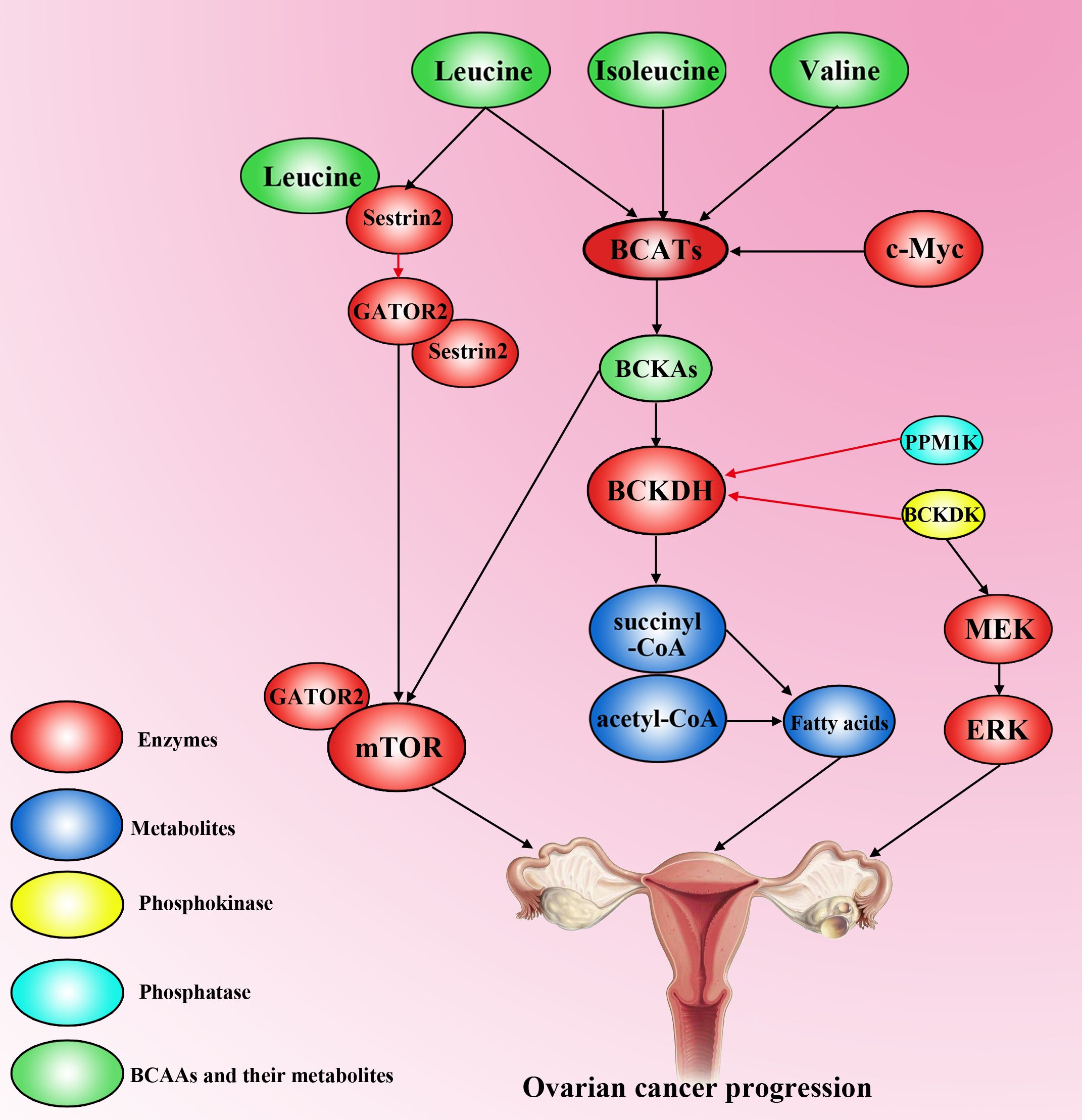 Diagram depicting the role of branched-chain amino acids and their metabolism in ovarian cancer progression. It shows interactions between leucine, isoleucine, valine, BCATs, sestrin2, GATOR2, mTOR, and downstream pathways involving BCKAs, BCKDH, and fatty acids. Color-coded legend includes enzymes, metabolites, phosphokinase, phosphatase, and BCAAs. An illustration of ovaries is included.
