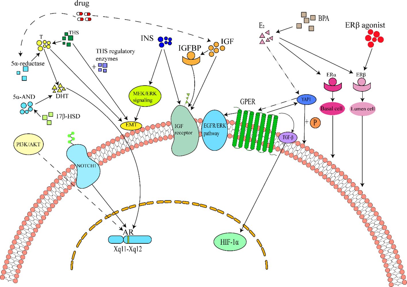 Diagram illustrating various signaling pathways and molecular interactions across a cell membrane. It includes components like drugs, receptors, and pathways such as MEK/ERK, EGF/ERK, and NOTCH1. Elements like IGF, IGFBP, and hormones are depicted interacting through a complex network, with various pathways leading to gene expressions, marked by arrows and labels along the membrane.
