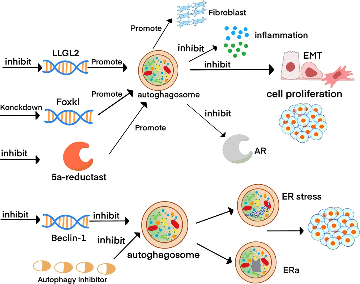 Diagram illustrating the regulation of autophagosome activity. LLGL2 and Foxk1 promote, while 5α-reductase and AR inhibit autophagosome function. The process affects fibroblasts, inflammation, EMT, and cell proliferation. Beclin-1 and autophagy inhibitors regulate ER stress and ERα involvement.