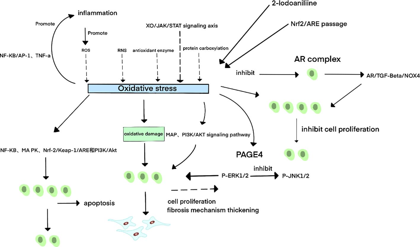 Diagram illustrating oxidative stress pathways, showing interactions between inflammation, oxidative damage, and cellular responses like apoptosis and cell proliferation inhibition. Key components include NF-KB, AR complex, PAGE4, and signaling pathways such as PI3K/AKT. Mechanisms like ROS, RNS, and antioxidant enzymes are also depicted.
