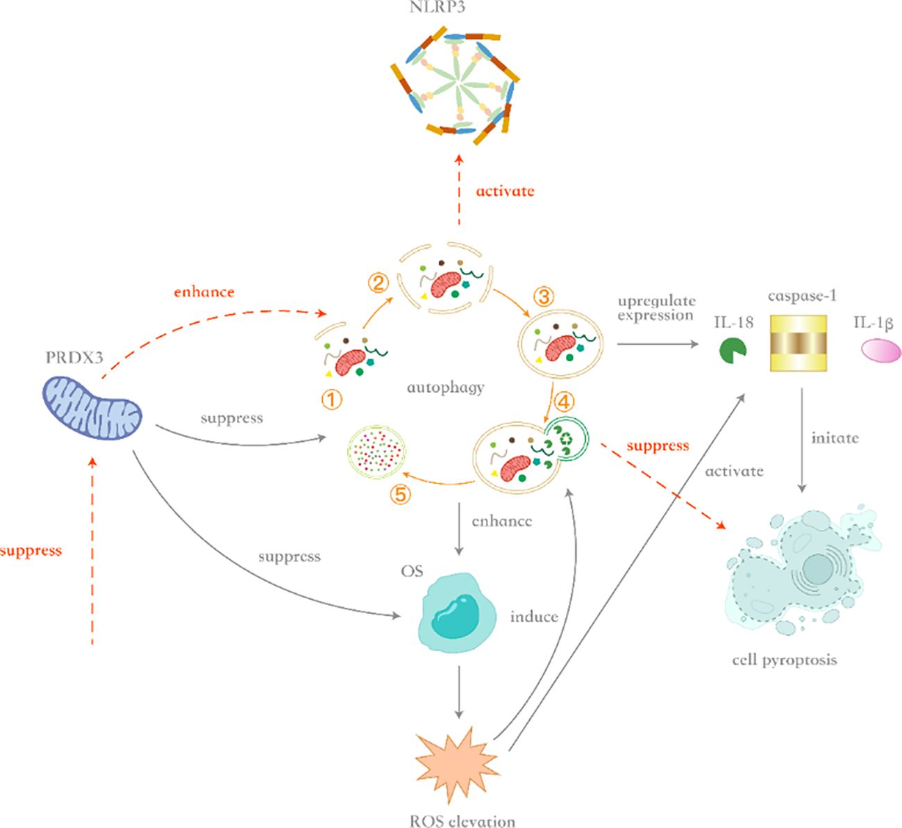 Diagram illustrating the interplay between PRDX3, autophagy, and NLRP3 activation. PRDX3 suppresses and enhances autophagy, which involves five stages, affecting NLRP3. This activation upregulates expression of IL-18 and IL-1β through caspase-1, leading to cell pyroptosis. The process is linked to reactive oxygen species (ROS) elevation, oxidative stress, and cellular responses. Dashed lines indicate enhancement or suppression in various pathways.