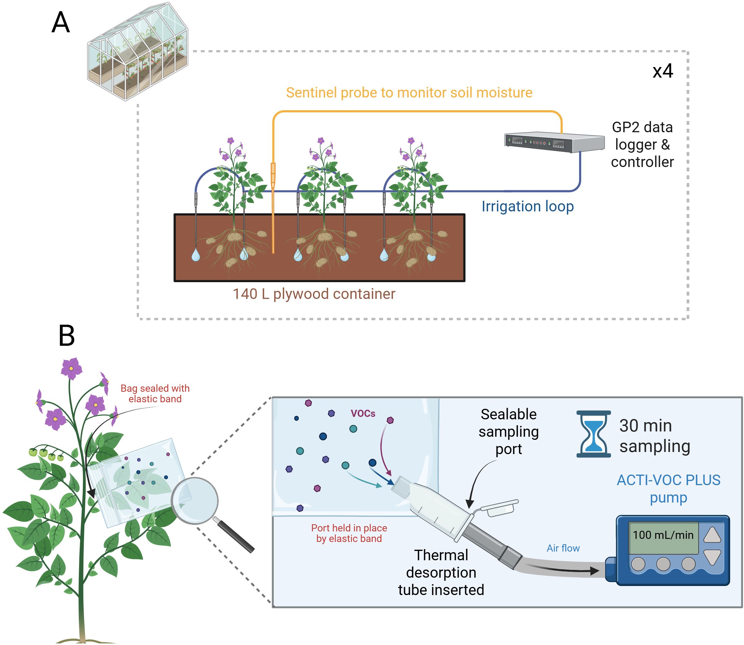 Diagram showing two parts: A and B. A: A greenhouse setup with plants in a 140-liter plywood container. Features include a sentinel probe for soil moisture and an irrigation loop, connected to a GP2 data logger and controller. B: A close-up of a plant with a bag sealed around it to collect VOCs. The bag has a sealable sampling port connected to a thermal desorption tube and an ACTI-VOC PLUS pump for 30-minute sampling at 100 milliliters per minute.