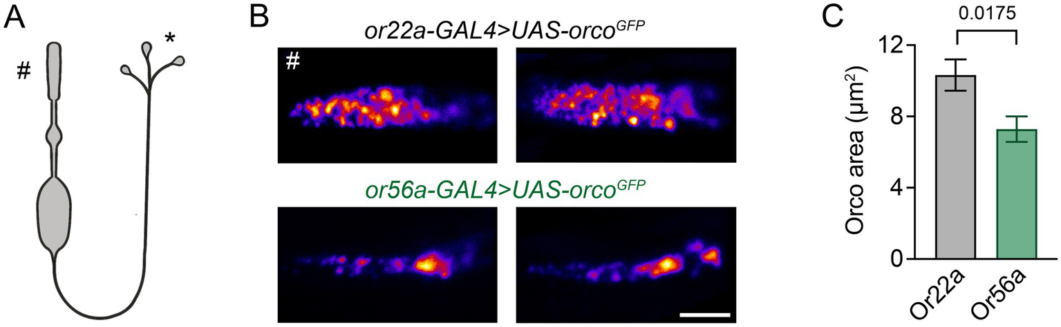 Diagram shows three panels: A) Illustration of olfactory sensory neuron with outer dendrite and presynapses labeled with # and *, respectively. B) Fluorescent STED microscopy images of OrcoGFP expression under or22a-GAL4 and or56a-GAL4 drivers, showing varying distributions. C) Bar graph comparing Orco area in micrometers squared for or22a and or56a with statistical significance noted at 0.0175.