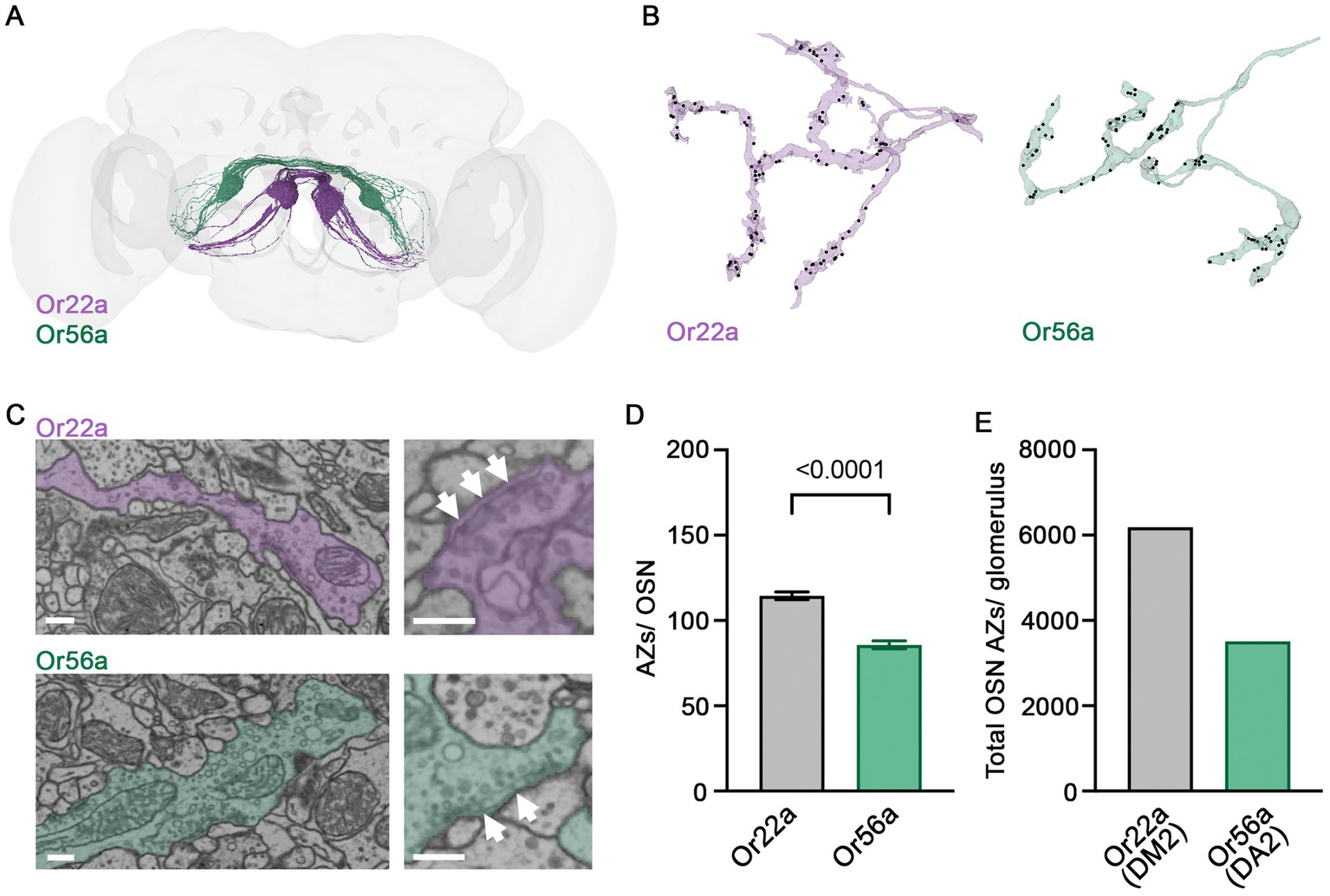 An anatomical chart displays olfactory sensory neurons in the brain with labeled subtypes: Or22a in purple and Or56a in green. Detailed views highlight these neurons at two magnifications, indicating active zones with arrows. Graphs compare the number of active zones per olfactory sensory neuron (OSN) and total OSN active zones per glomerulus for Or22a and Or56a. Statistical significance is noted with a p-value below 0.0001.