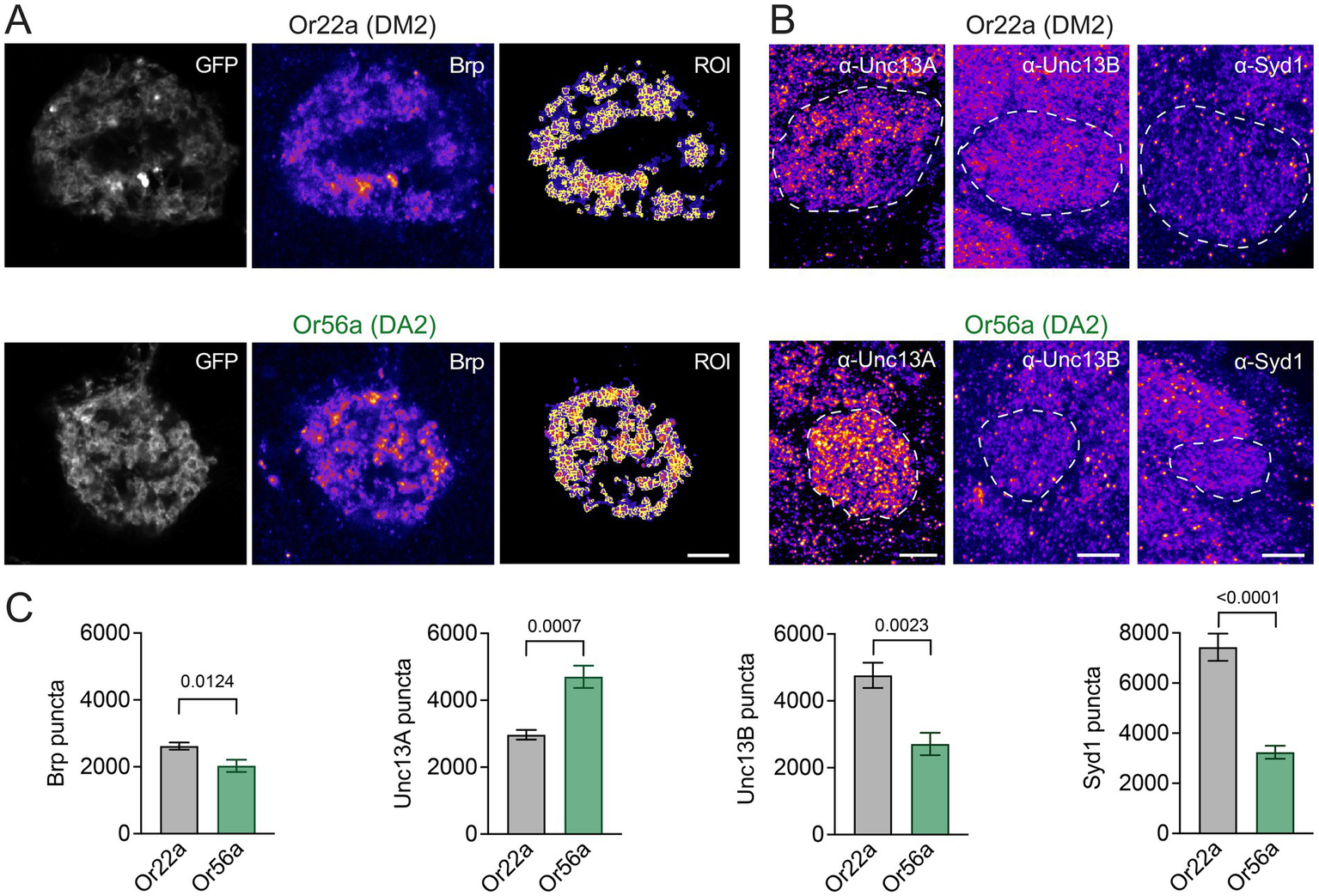 Panel A shows GFP and Brp fluorescence images of Or22a and Or56a with regions of interest (ROI) outlined. Panel B displays fluorescent images stained for α-Unc13A, α-Unc13B, and α-Syd1 in Or22a and Or56a, with areas marked. Panel C presents bar graphs comparing Brp, Unc13A, Unc13B, and Syd1 puncta between Or22a and Or56a with p-values annotated for statistical significance.