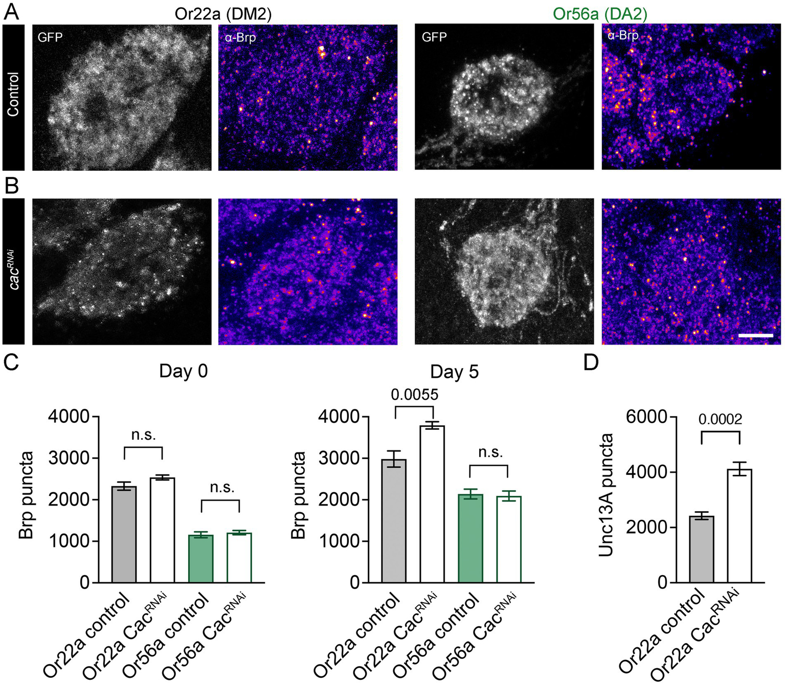 Fluorescence microscopy images and bar graphs depict synaptic protein analysis. Panels A and B show GFP and α-Brp labeled images for control and CacRNAi conditions in Or22a (DM2) and Or56a (DA2) neurons. Panel C displays bar graphs comparing Brp puncta counts on Day 0 and Day 5 for different conditions, with statistical significance indicated. Panel D presents a bar graph of Unc13A puncta for Or22a conditions, showing significant differences. Scale bar included.