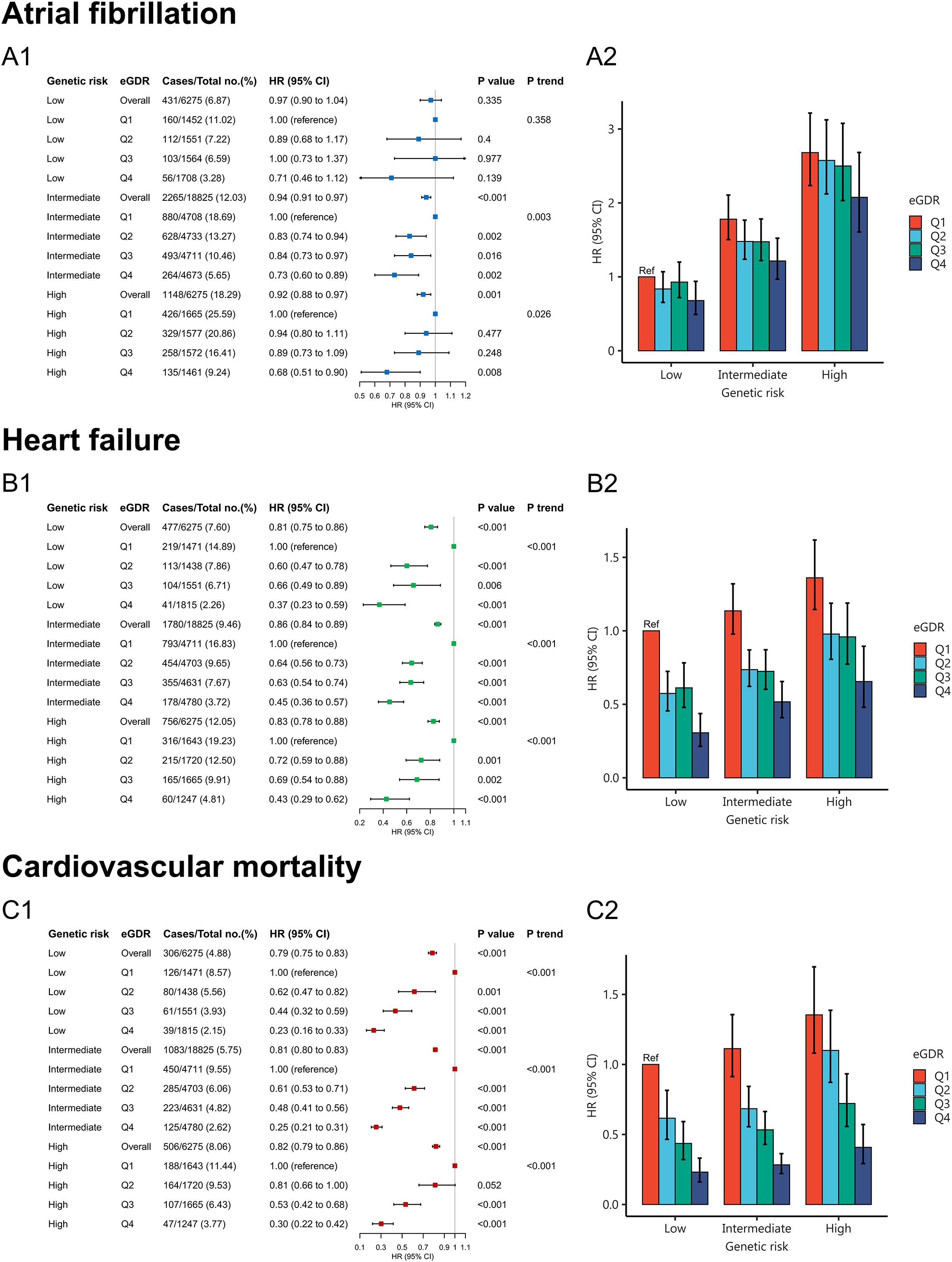 Graphs and tables present data on genetic risk and outcomes. Panel A1 shows hazard ratios (HR) and confidence intervals for atrial fibrillation with a forest plot. Panel A2 is a bar graph displaying HR for different genetic risks. Panel B1 presents HR data for heart failure in a forest plot, while Panel B2 is a corresponding bar graph. Panel C1 illustrates HR for cardiovascular mortality using a forest plot, and Panel C2 provides a bar graph for these data. Different colors represent eGDR quartiles.