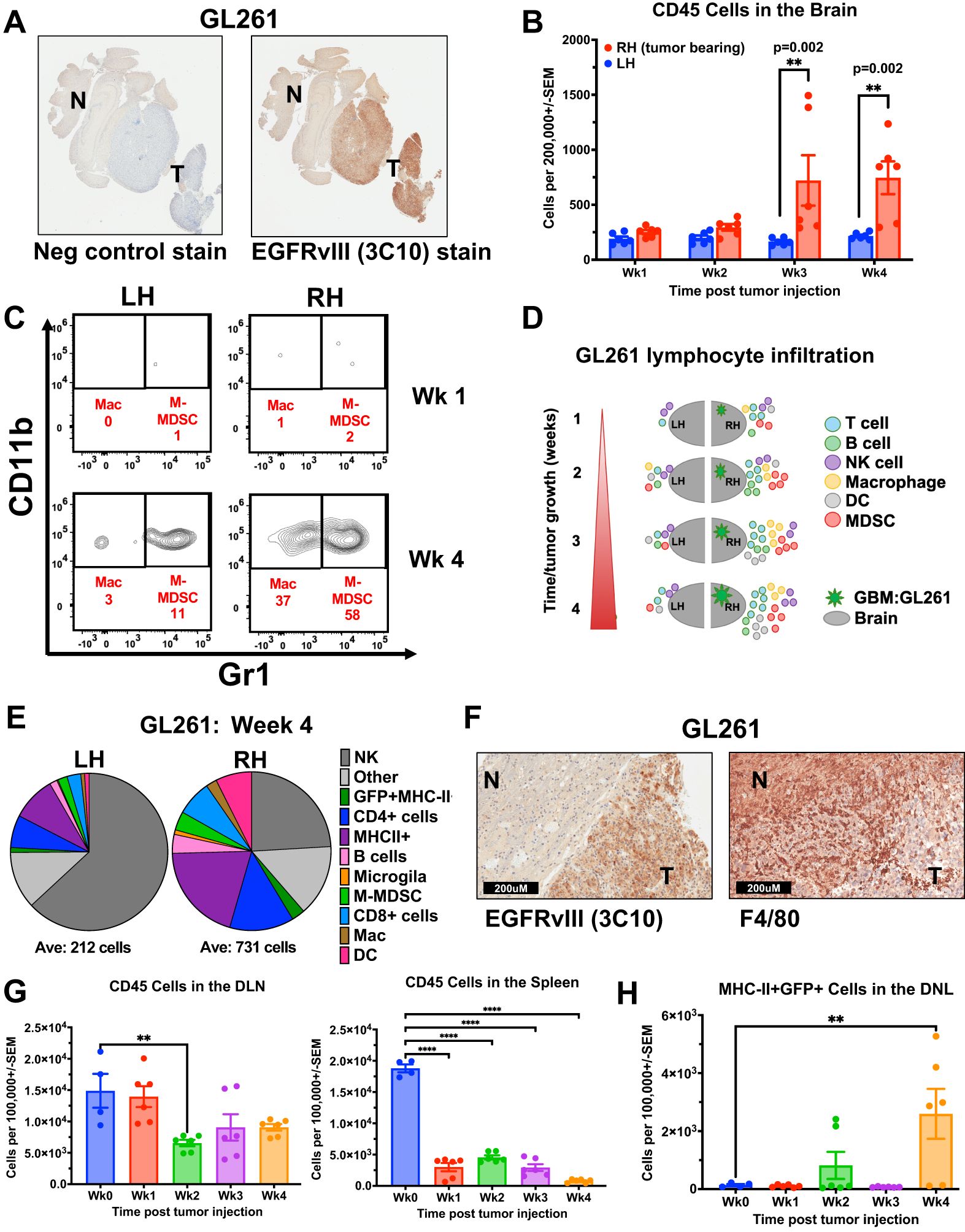 Panel A shows staining of GL261 tumors with negative control and EGFRvIII (3C10) stain, indicating tumor (T) and normal (N) regions. Panel B is a bar chart showing CD45 cell counts in the brain over four weeks post-tumor injection. Panel C displays flow cytometry plots of CD11b and Gr1 expression, illustrating macrophage (Mac) and M-MDSC development from weeks one to four. Panel D is a schematic of GL261 lymphocyte infiltration by cell type over time. Panel E presents pie charts of immune cell populations in the left (LH) and right hemispheres (RH) at week four. Panel F shows histological images demonstrating EGFRvIII and F4/80 staining in GL261 tumors. Panel G depicts bar charts of CD45 cells in the DLN and spleen over time. Panel H shows MHC-II+GFP+ cell counts in the DLN. Statistical significance is marked in panels B, G, and H.