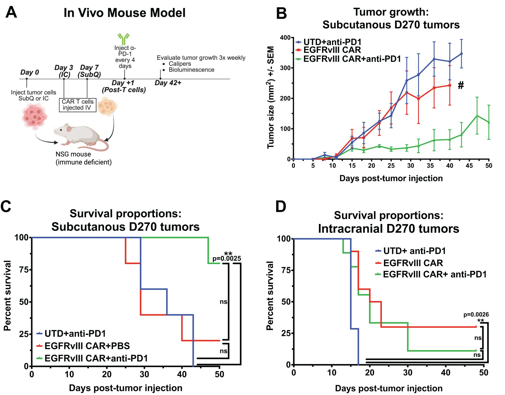 Diagram illustrating an in vivo mouse model for tumor studies. Panel A shows the experimental timeline with NSG mice receiving tumor cell injections and treatment schedules. Panel B depicts a line graph showing tumor growth in subcutaneous D270 tumors over time, comparing different treatments: UTD + anti-PD1, EGFRvIII CAR, and EGFRvIII CAR + anti-PD1. Panel C displays a survival curve for subcutaneous D270 tumors, with enhanced survival for the EGFRvIII CAR + anti-PD1 group. Panel D shows a survival curve for intracranial D270 tumors with no significant differences with the addition of anti-PD1 antibody. Statistical significance is noted in panels C and D.