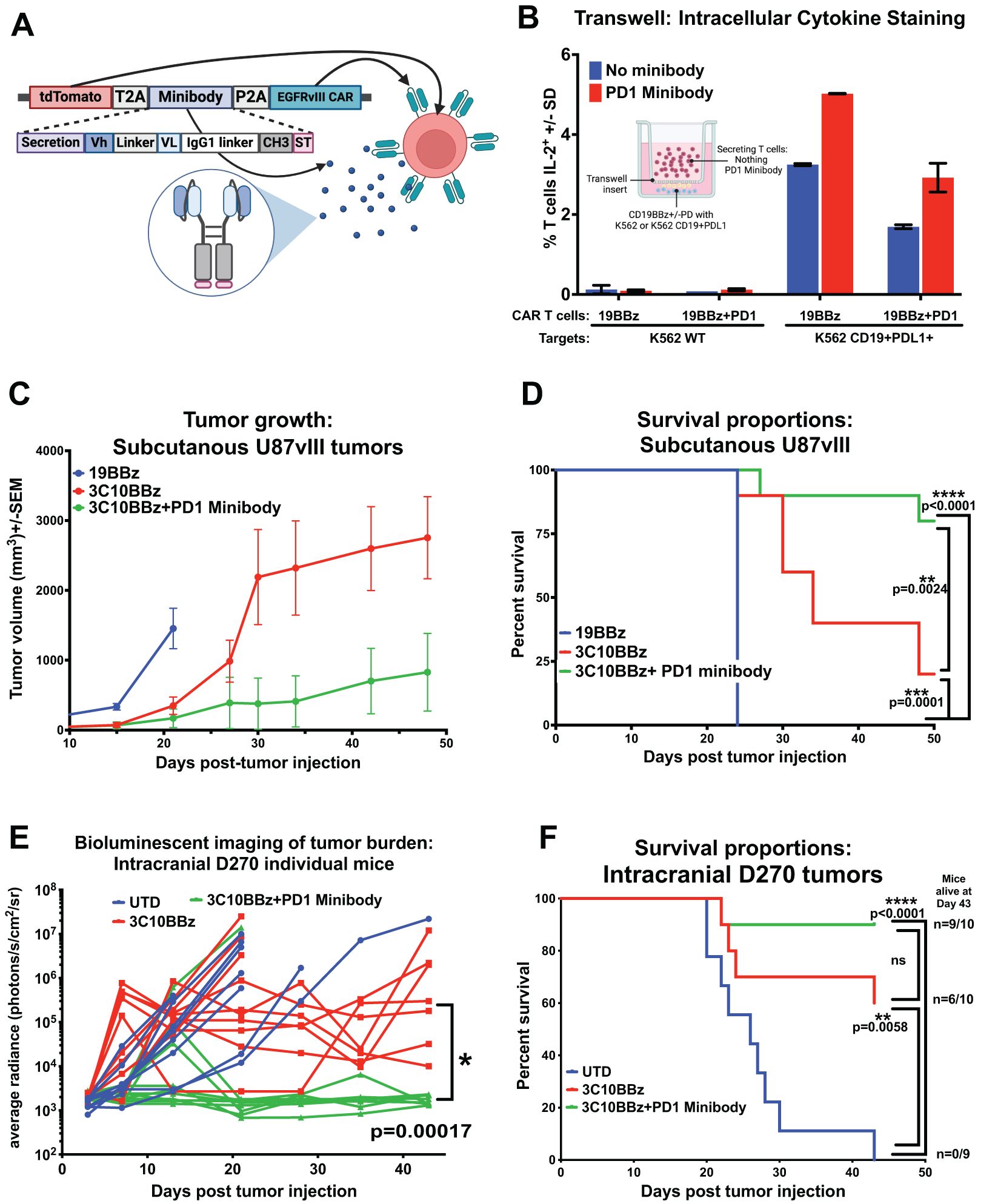 Diagram and graphs related to cancer research. A: Diagram showing a cell model with elements labeled, including tdTomato, T2A, Minibody, EGFRvIII CAR. B: Bar graph of cytokine staining with two conditions, no minibody and PD1 minibody, and various cell targets. C: Line graph of subcutaneous U87vIII tumor growth over 50 days for three treatments: 19BBz, 3C10BBz, and 3C10BBz+PD1 Minibody. D: Kaplan-Meier survival plot for subcutaneous U87vIII tumors. E: Line graph of bioluminescent imaging for intracranial D270 tumor burden, showing average radiance over time with three treatments. F: Kaplan-Meier survival plot for intracranial D270 tumors with details on survival proportions and statistical significance.
