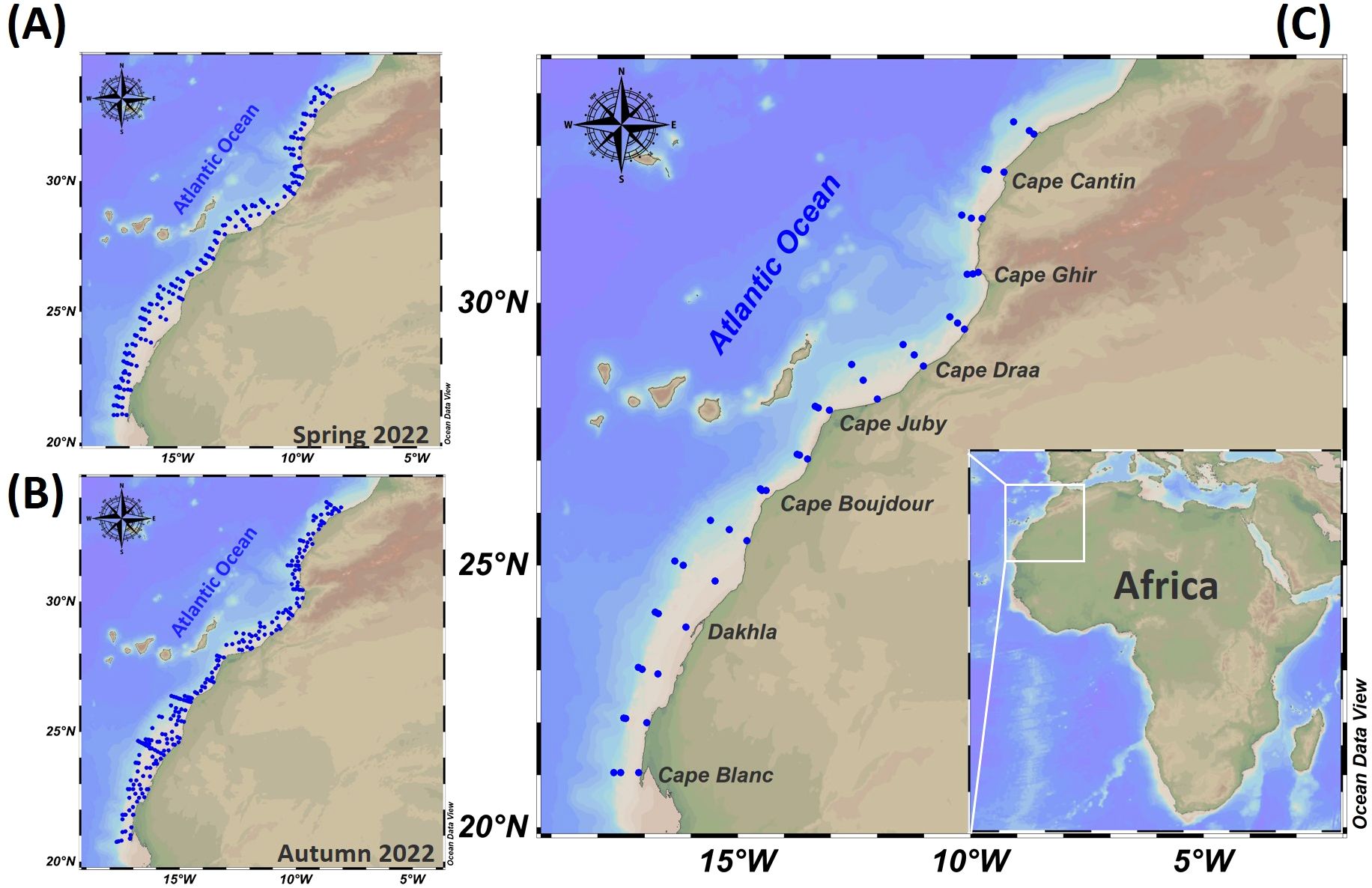 Three maps showing the study area located in the Atlantic Ocean off the northwest coast of Africa. Map (A) displays CTD stations for data collection in spring 2022, with locations marked along the coast from 20°N to 33°N. Map (B) shows CTD stations for autumn 2022 data collection for the same region with additional stations. Map (C) highlights sampled CTD stations and specific capes, such as Cape Cantin and Cape Blanc, and includes a larger map of Africa for context.