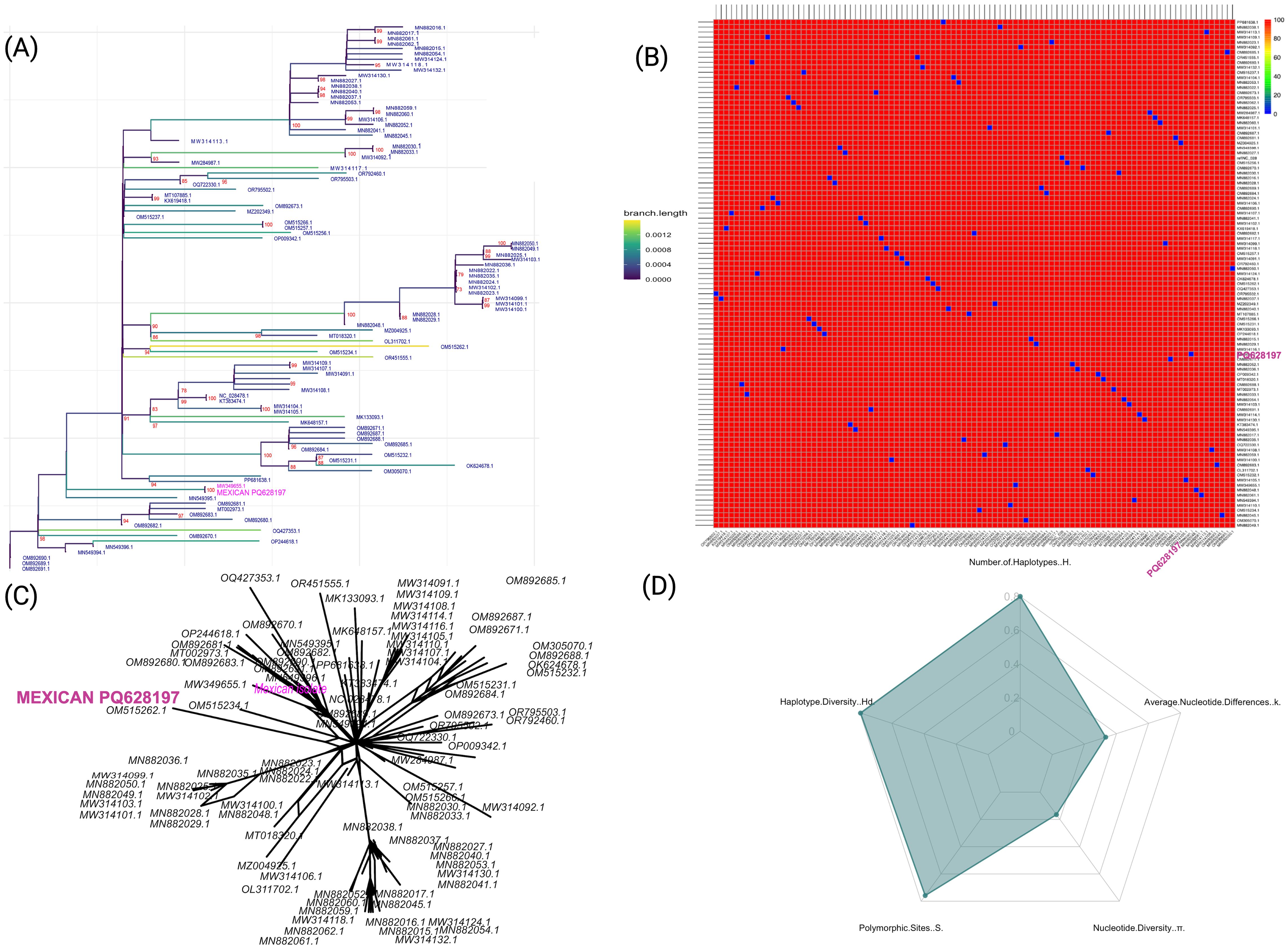(A) Phylogenetic tree with various lineages, highlighting MEXICAN PQ628197 in pink. (B) Heat map showing haplotype distribution, with a color gradient indicating branch lengths. (C) Network diagram of genetic relationships, emphasizing MEXICAN PQ628197 in pink. (D) Radar chart displaying genetic diversity metrics: haplotype diversity, average nucleotide differences, polymorphic sites, and nucleotide diversity.