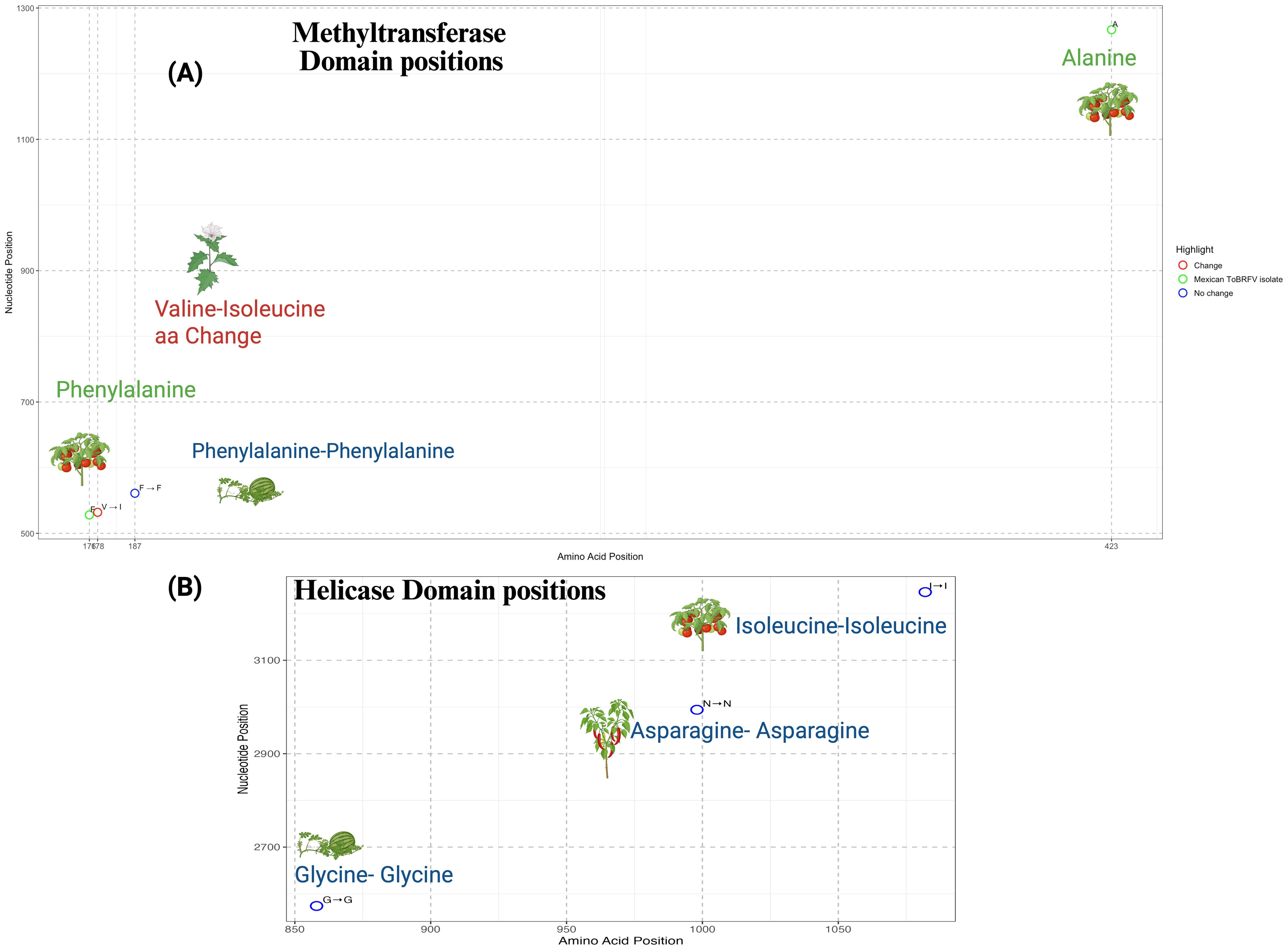 Two scatter plots representing amino acid positions and nucleotide coordinates in the methyltransferase (A) and helicase (B) domains of the ToBRFV replicase. Colored circles indicate conserved positions (blue), variations specific to the Mexican isolate (green), and host-specific non-synonymous changes (red), such as Valine-to-Isoleucine in Solanum nigrum. Host identity is illustrated with plant icons.