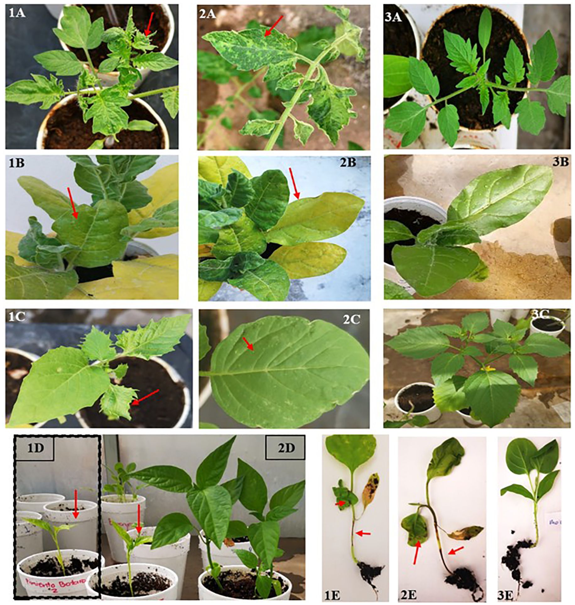 Series of plant images showing ToBRFV-induced symptoms after mechanical inoculation in tomato, tobacco, tomatillo, pepper, and eggplant. Symptoms include leaf narrowing, mosaic, necrosis, chlorosis, chlorotic lesions, and stunting. Control plants (mock-inoculated) appear healthy. Each panel is labeled to indicate host species and symptom type.