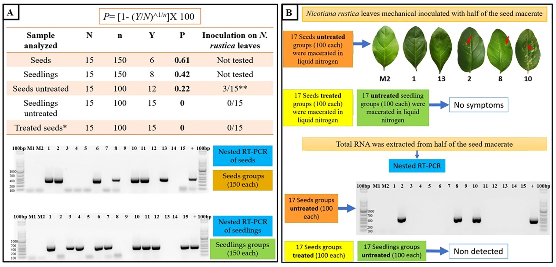 Diagram comparing treated and untreated seeds and seedlings of *Nicotiana rustica*. Panel A shows a table with sample analysis, including the percentage of infected samples. Two gel electrophoresis images depict nested RT-PCR results for seeds and seedlings. Panel B illustrates the mechanical inoculation process, noting the absence of symptoms in untreated seedlings. Leaves show varying symptoms, and total RNA extraction is highlighted. Both panels emphasize sample groups and PCR outcomes.