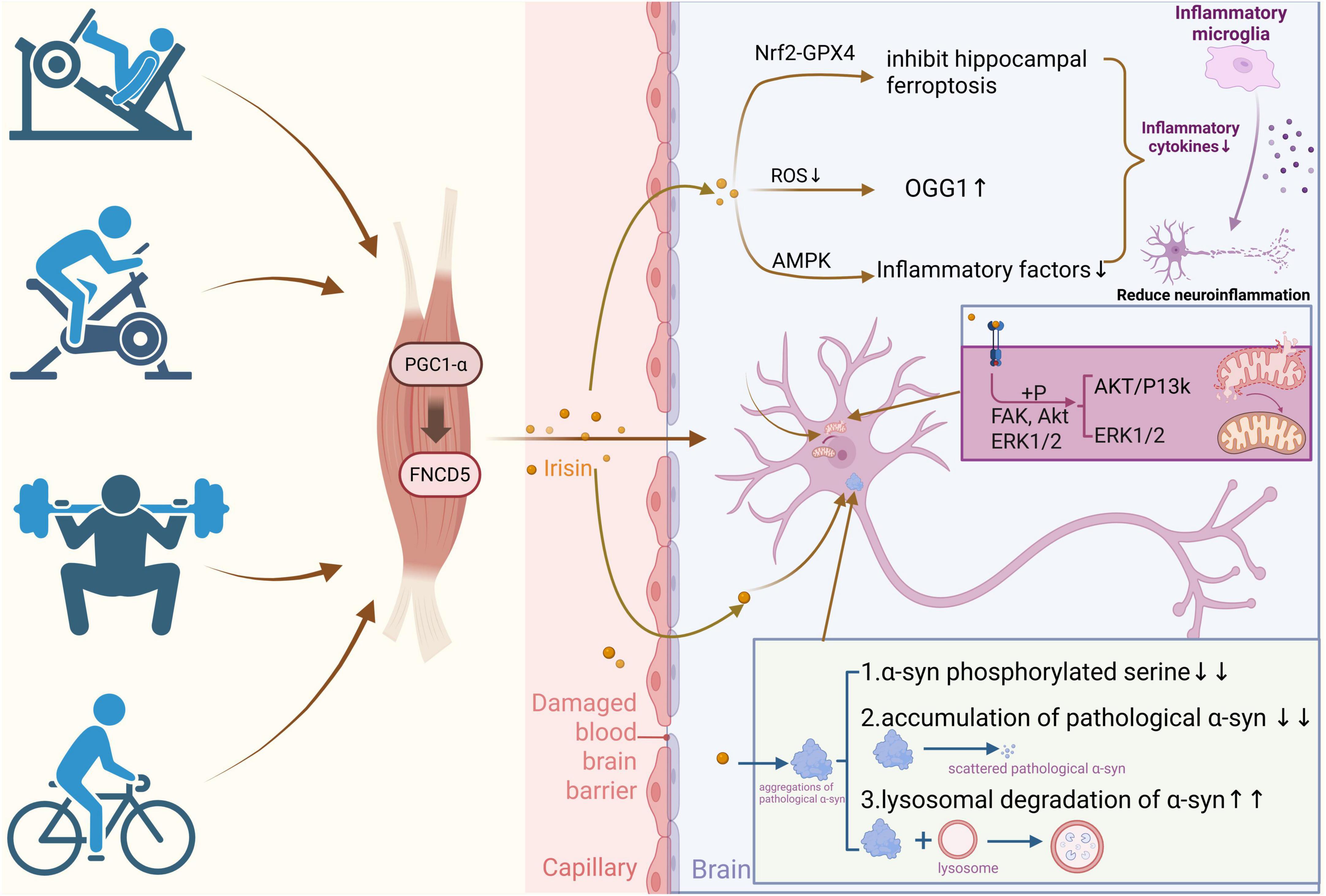Diagram illustrating the effects of various exercises (rowing, cycling, weightlifting) on muscle and brain health. Exercise activates PGC1-α and FNCD5 in muscles, releasing irisin. Irisin crosses the blood-brain barrier, affecting brain cells by inhibiting hippocampal ferroptosis, reducing ROS and inflammatory factors, and decreasing neuroinflammation. A close-up box shows reduced phosphorylated α-syn levels, reduced accumulation of pathological α-syn, and increased lysosomal degradation. This process involves pathways like Nrf2-GPX4, AMPK, and AKT/ERK, contributing to improved brain health.