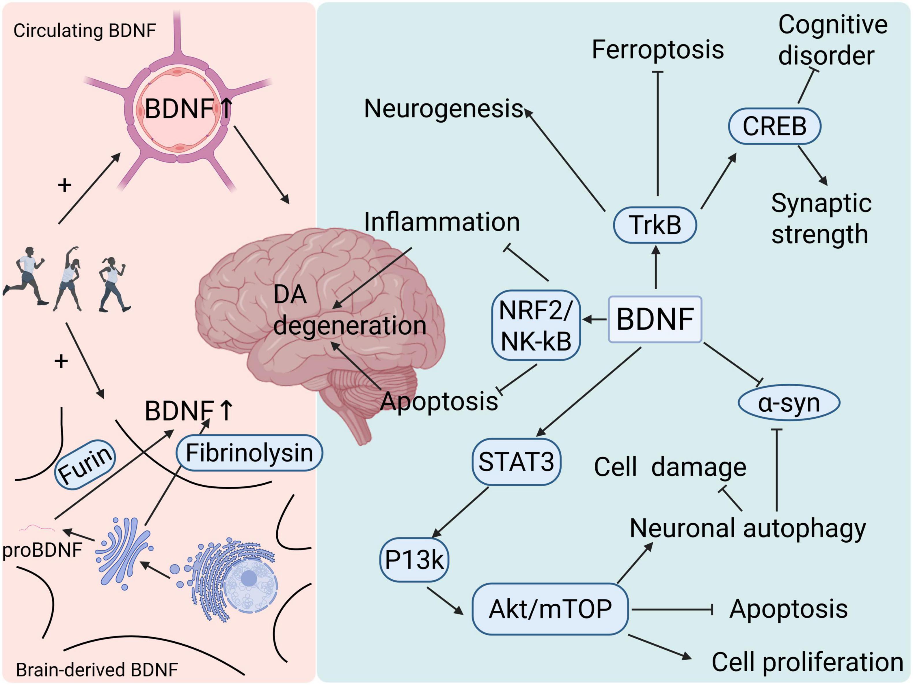 Diagram illustrating the role of BDNF (brain-derived neurotrophic factor) in brain health. The left section shows BDNF production through exercise and its processing by furin and fibrinolysin. The right section details BDNF’s effects, including neurogenesis, inflammation, and cognitive functioning, through various pathways like TrkB, CREB, STAT3, and Akt/mTOR. Connections show relationships to apoptosis, cell damage, and neurodegeneration.