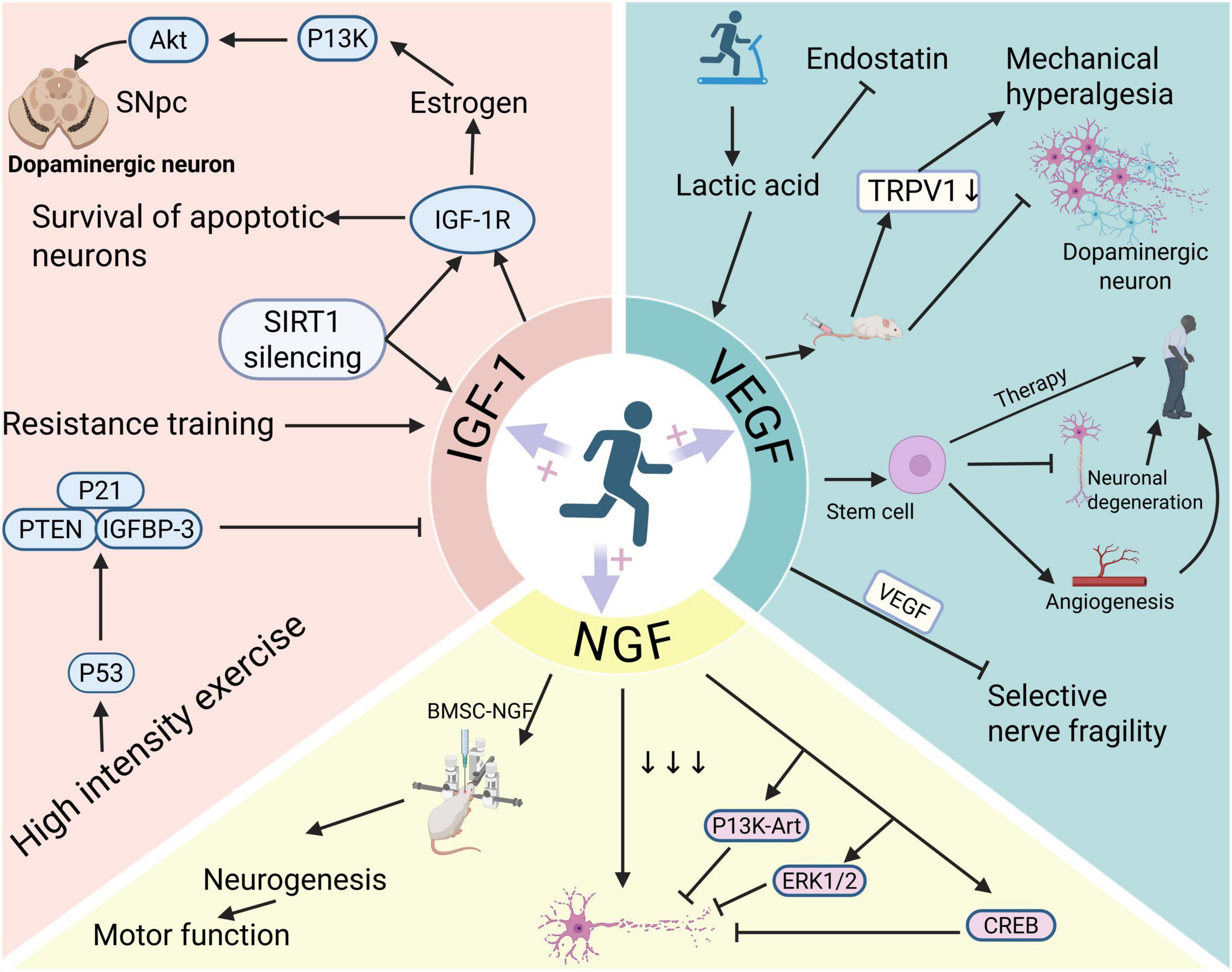 Diagram illustrating the interactions of three growth factors: IGF-1, VEGF, and NGF, and their effects on neurons. The IGF-1 section highlights survival of apoptotic neurons, influenced by estrogen and resistance training. VEGF is linked with lactic acid impacts and neuron degeneration. NGF emphasizes neurogenesis and motor function. Pathways involve various proteins and conditions affecting neuronal health and therapy options, such as exercise and stem cell intervention.