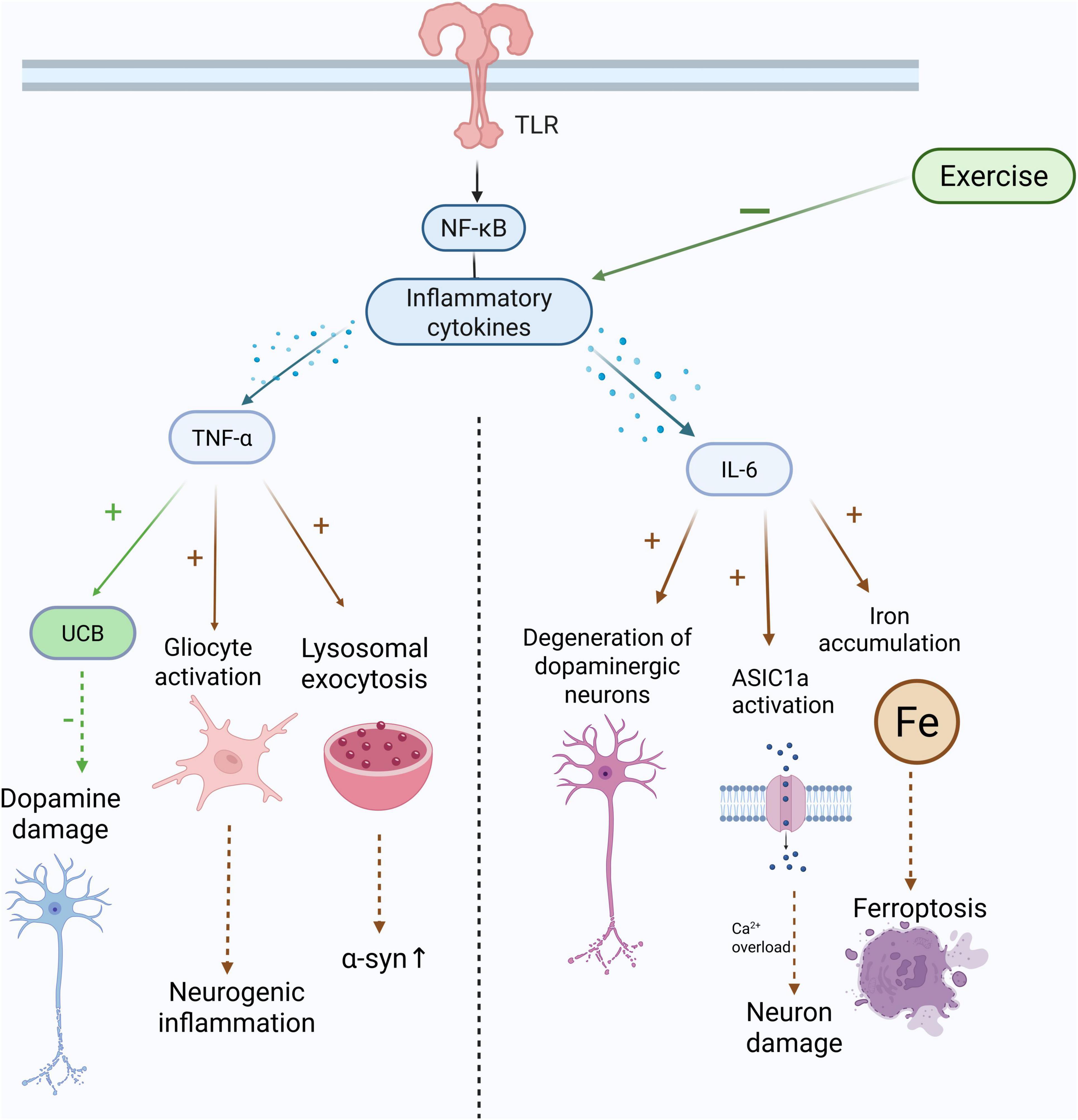 Diagram illustrating the impact of NF-kB inflammatory cytokines TNF-α and IL-6. TNF-α leads to glial activation, lysosomal exocytosis, and neurogenic inflammation, affecting dopamine neurons and α-synuclein levels. IL-6 causes dopaminergic neuron degeneration, ASIC1a activation, iron accumulation, and ferroptosis. Exercise has an inhibitory effect on these pathways.