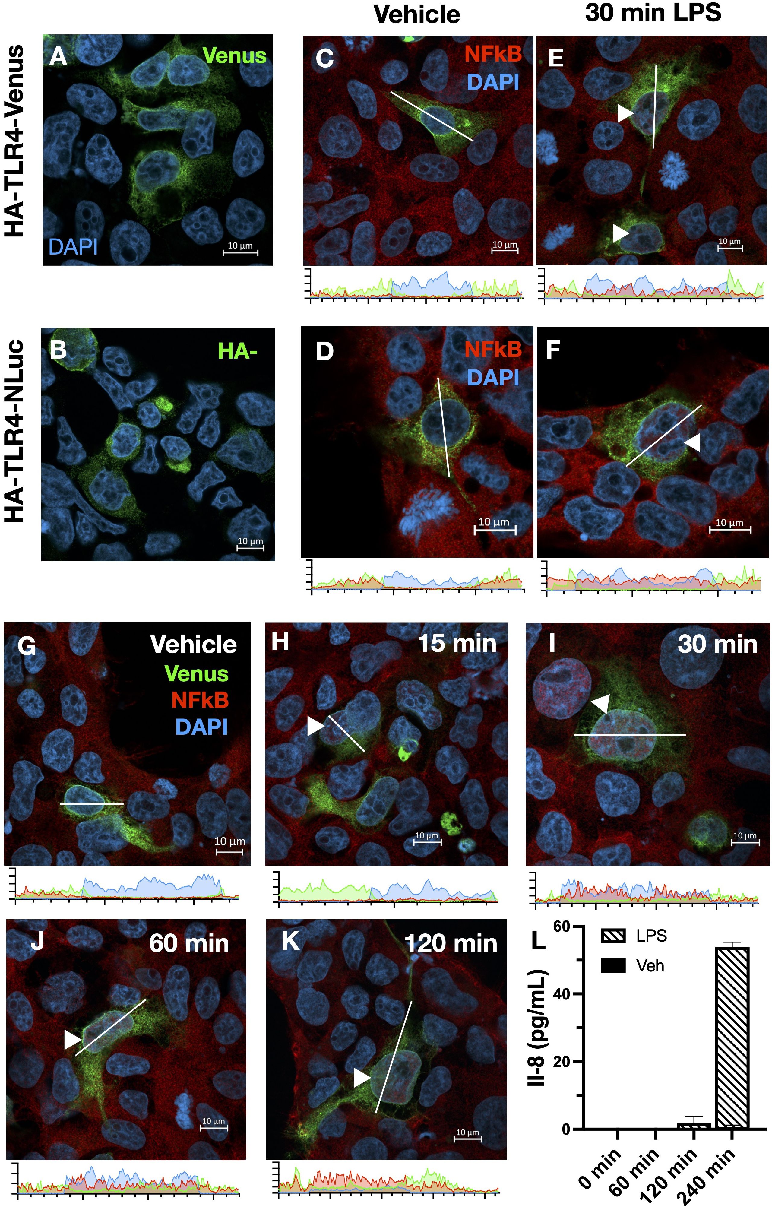 Microscopic images showing cellular localization of proteins under different conditions. Panels A and B display HA-TLR4-Venus and HA-TLR4-NLuc proteins, respectively, with DAPI staining. Panels C to F show NFkB distribution in vehicle control and LPS-stimulated cells for 30 minutes. Panels G to K illustrate time-dependent changes in NFkB and Venus localization under LPS stimulation (0, 15, 30, 60, and 120 minutes). Panel L presents a bar graph measuring IL-8 production, comparing LPS-treated to vehicle samples over time. Scale bars are included in cellular images.