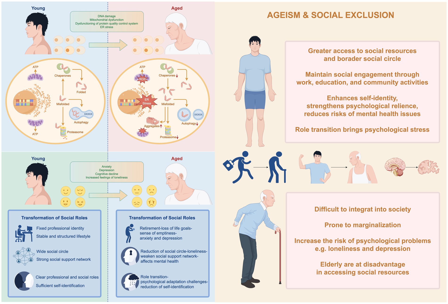 Diagram illustrating the effects of aging on biological and social aspects. The left side shows changes in protein folding, DNA damage, and mitochondrial dysfunction from young to aged individuals. Emotional changes include increased anxiety and depression. Social role transformations highlight reduced social circles and increased loneliness with aging. The right side addresses ageism and social exclusion, emphasizing difficulties in accessing resources and psychological challenges for the elderly.
