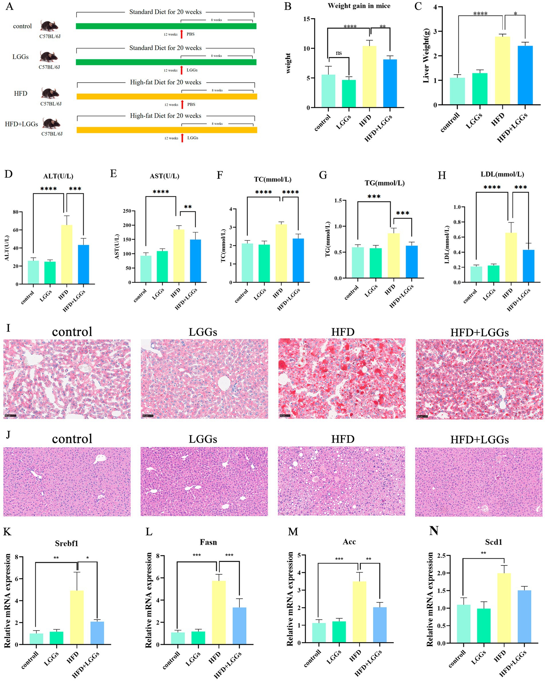 Schematic showing four mouse diet groups and experimental timeline. Bar graphs B to H depict variations in weight, liver weight, and different serum levels among control, LGGs, HFD, and HFD+LGGs groups, with significant differences marked. Panel I displays histological liver sections for each group, highlighting differences in tissue structure. Graphs J to M show relative mRNA expression levels of Srebf1, Fasn, Acc, and Scd1, indicating significant variation among the groups, with statistical significance denoted by asterisks.