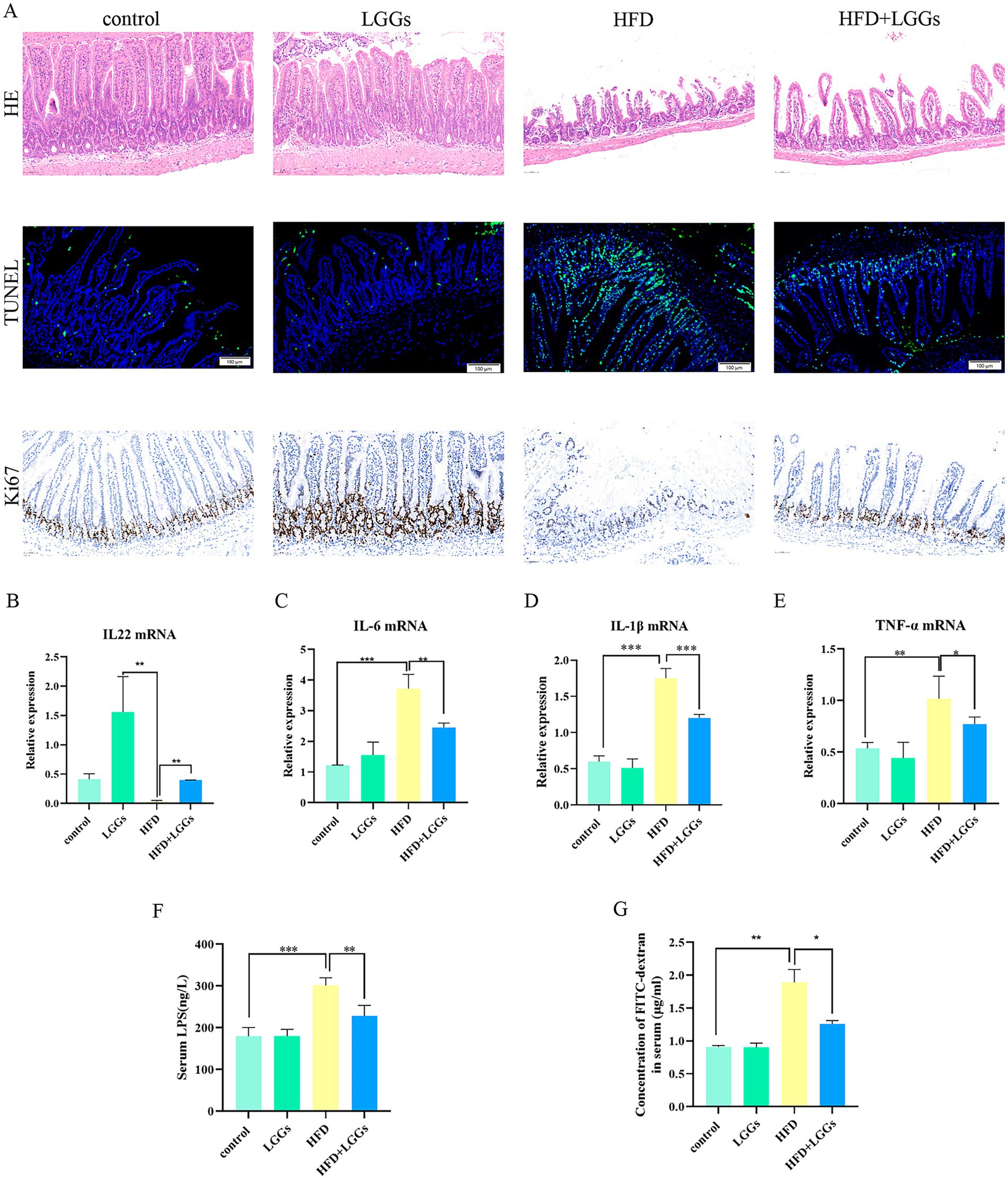 The image is a composite of histological and immunohistochemical sections alongside bar graphs. Panel A shows tissue sections under different treatments: control, LGGs, HFD, and HFD plus LGGs. The sections include HE, TUNEL, and Ki67 staining, depicting varying cellular proliferation and apoptosis. Panels B to G are bar graphs displaying the relative expression of IL22, IL6, IL1β, TNF-α mRNA, serum LPS, and FITC-dextran concentrations, respectively, across different treatments. Significant differences are indicated by asterisks.
