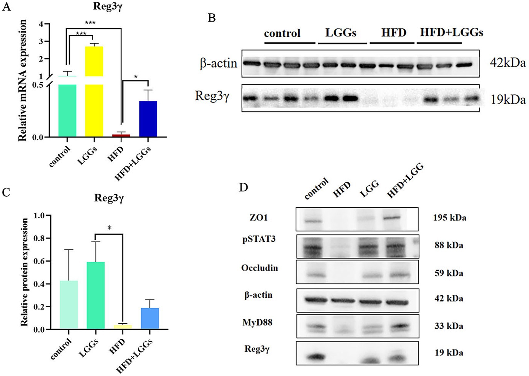 Bar charts and Western blots analyzing Reg3γ expression across different conditions: control, LGGs, HFD, and HFD+LGGs. A) Bar chart showing relative mRNA expression of Reg3γ. B) Western blot showing protein levels of β-actin and Reg3γ. C) Bar chart depicting relative protein expression of Reg3γ. D) Western blot showing protein levels for ZO1, pSTAT3, Occludin, β-actin, MyD88, and Reg3γ across conditions. Statistical significance is indicated by asterisks.