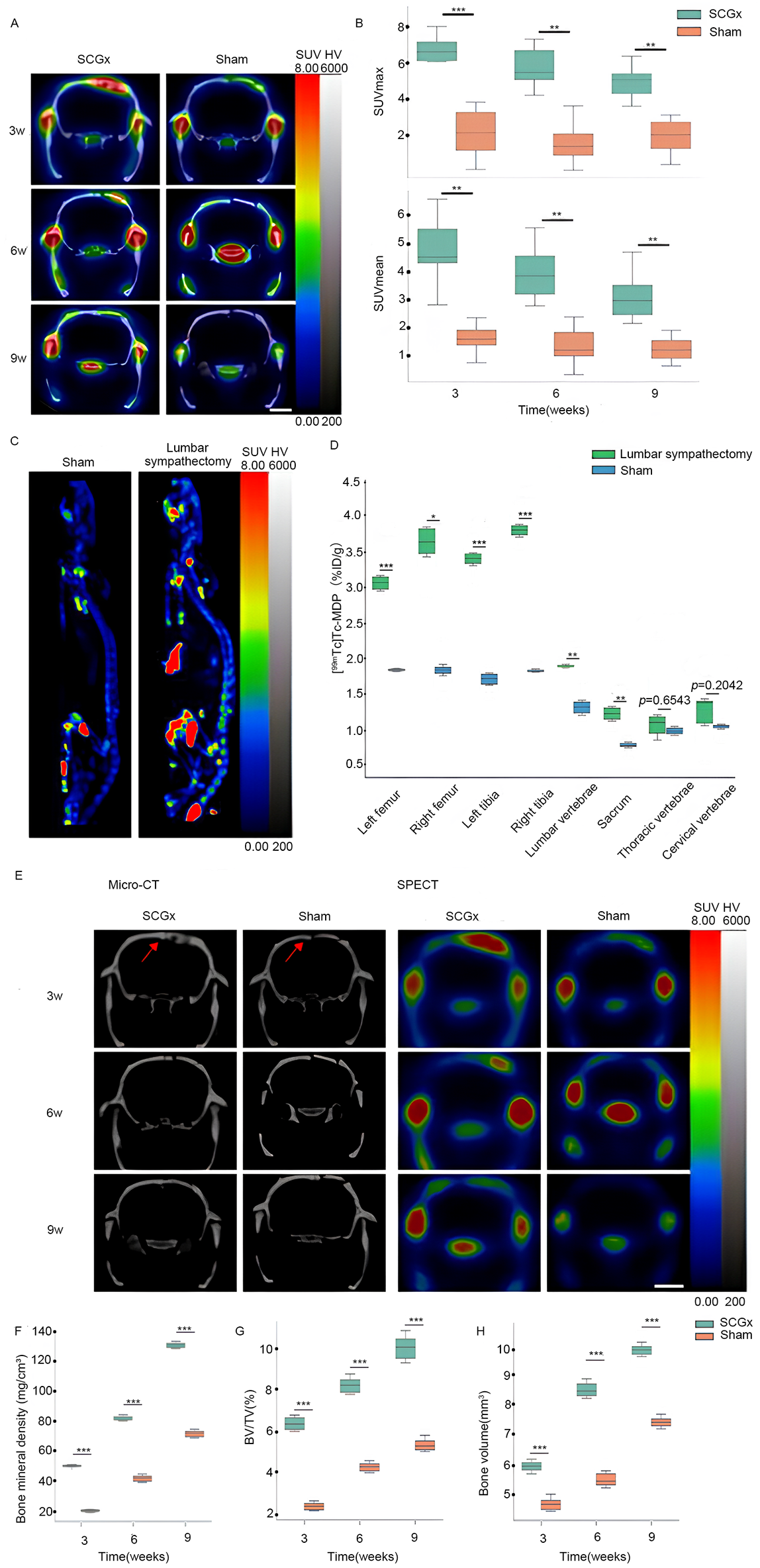 PET and micro-CT scans show the differences between SCGx andSham groups over time (3, 6, 9 weeks), highlighting variations in parameters like SUVmax, SUVmean, and bone mineral density. Box plots in panels B, D, F, G, and H compare these metrics, showing significant differences at various time points. Heat maps in A and E depict metabolic activity, while C compares lumbar sympathectomy and Sham.