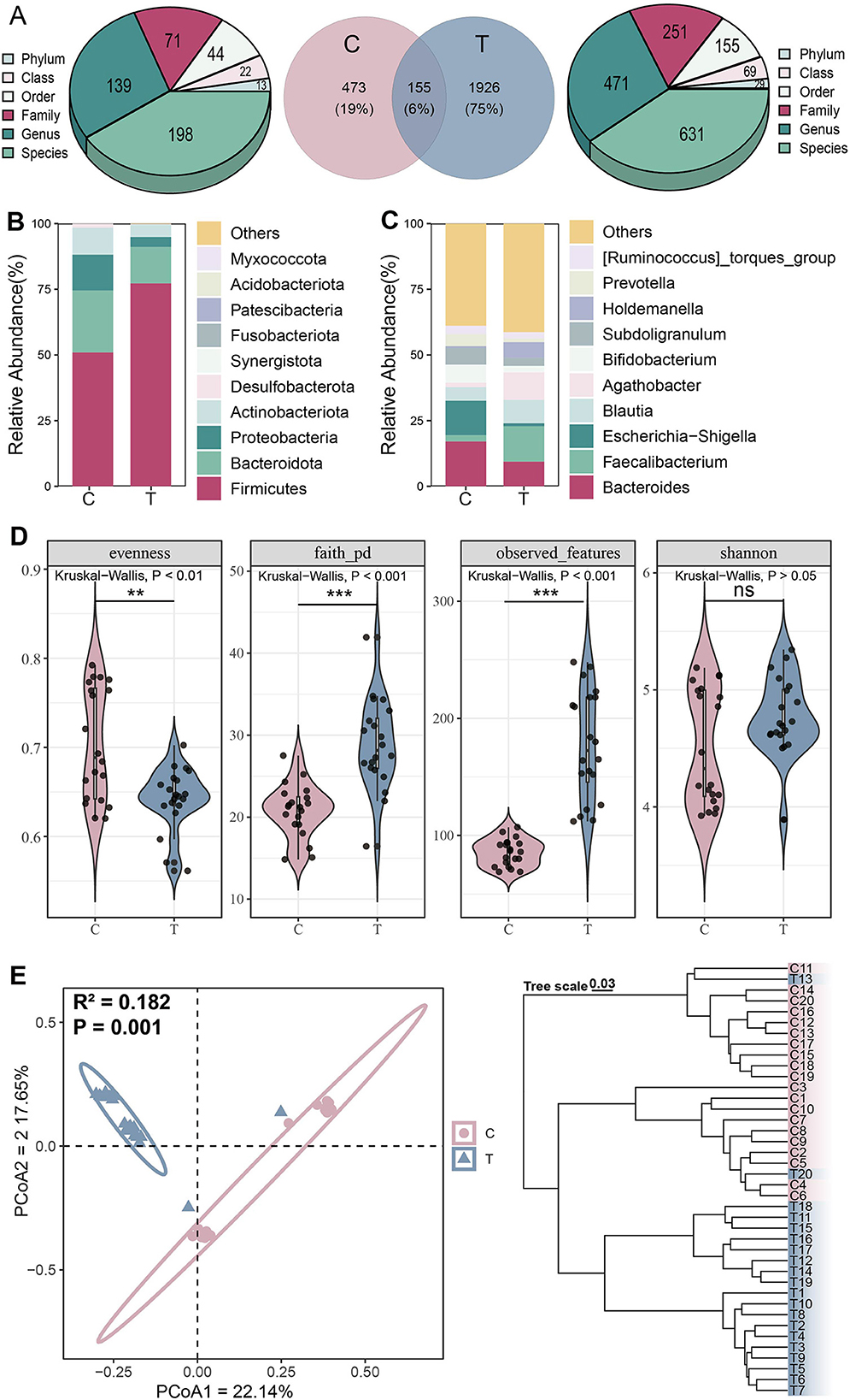 Diagram featuring microbiome data with multiple panels: A) Two pie charts show taxonomic distribution at various levels (phylum to species) for groups C and T, and a Venn diagram highlights shared operational taxonomic units. B) Stacked bar graph displays relative abundance of different bacterial phyla between C and T groups. C) Another stacked bar graph shows genus-level differences. D) Violin plots compare diversity indices like evenness, faith phylogenetic diversity, observed features, and Shannon index, with significance indicated by Kruskal-Wallis results. E) Principal Coordinate Analysis (PCoA) plot distinguishes group clustering, supported by a dendrogram illustrating hierarchical relationships.