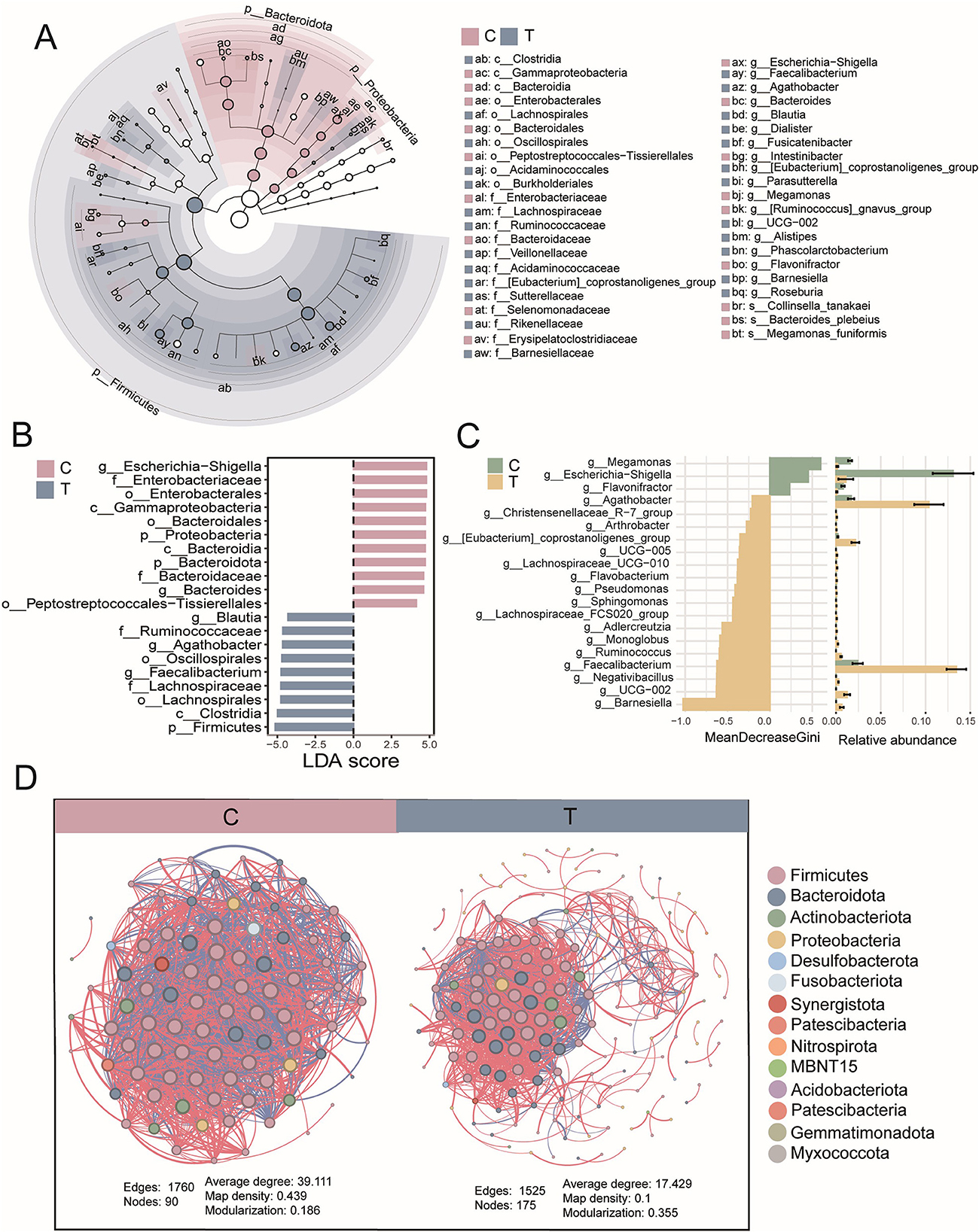 Composite image showing four panels of microbiome data analysis. Panel A: Circular cladogram illustrating different bacterial taxa, color-coded by groups C and T. Panel B: LDA score bar graph comparing microbial taxa between groups C and T. Panel C: Bar charts presenting mean decrease Gini and relative abundance for specific taxa. Panel D: Two network diagrams depicting microbial interactions for groups C and T, with different colors representing various bacterial phyla. Legend indicates phyla and taxa labels.