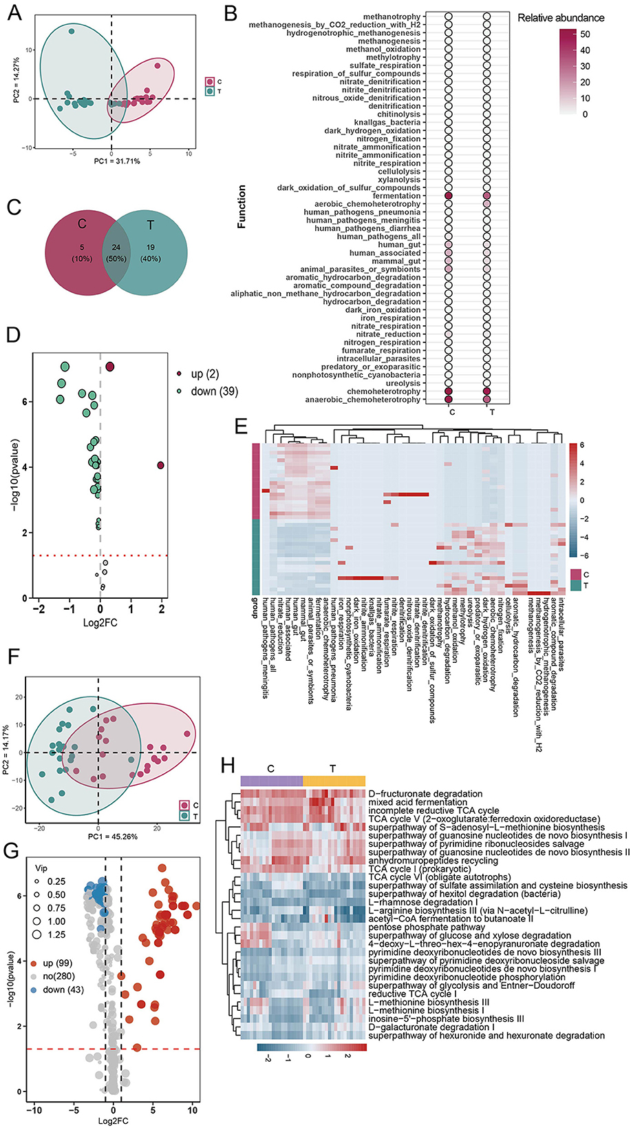 The image consists of several panels showing microbial and metabolic data comparisons between conditions C and T. Panel A is a PCA plot showing sample separation between conditions. Panel B shows the relative abundance of microbial functions. Panel C is a Venn diagram displaying shared and unique elements between conditions. Panel D is a volcano plot illustrating significant changes in abundance. Panel E shows a heatmap of microbial functions. Panel F is another PCA plot detailing sample distribution. Panel G is a volcano plot highlighting significant metabolic changes between conditions. Panel H is a heatmap of metabolic pathways.
