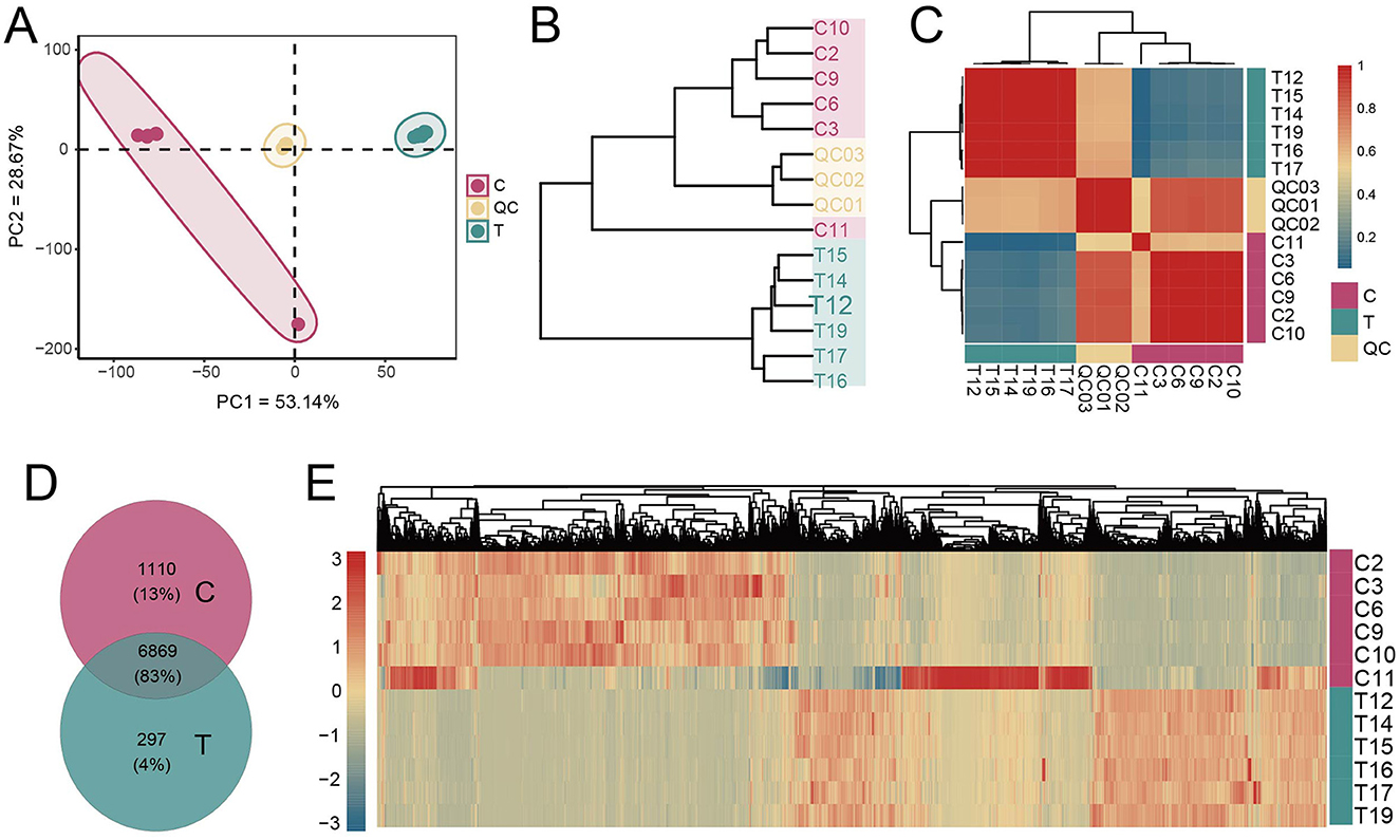 Panel A shows a PCA plot with groups C, QC, and T clustered separately. Panel B displays a dendrogram of hierarchical clustering for samples C2 to T19. Panel C is a heatmap with hierarchical clustering, showing distinct color blocks indicating similarities among groups C, QC, and T. Panel D is a Venn diagram depicting the distribution of elements in groups C and T, with numbers and percentages. Panel E is a detailed heatmap with hierarchical clustering, showing expression levels for samples C2 to T19 and distinct color patterns.