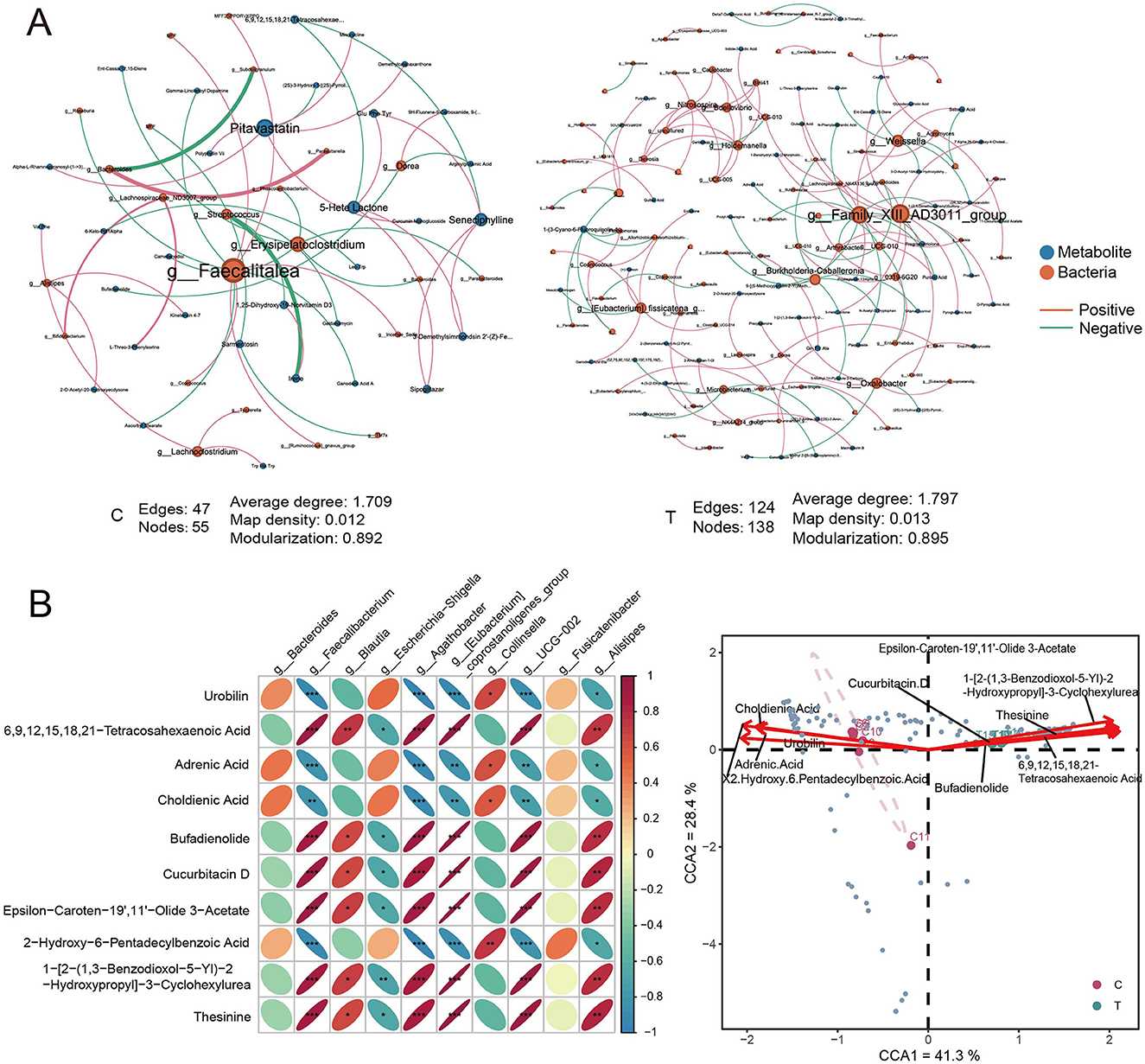 Panel A displays two complex network graphs illustrating interactions between metabolites and bacteria. Circles represent nodes, colored blue for metabolites and orange for bacteria, with lines showing positive and negative interactions. The left graph has 55 nodes and 47 edges, while the right contains 138 nodes and 124 edges. Panel B features a heatmap. The heatmap shows correlations between various substances, with colors indicating the strength and direction of relationships. Panel C displays a CCA plot, which maps points for CCA1 and CCA2 with arrows indicating significant variables like cholidienic acid and thetasine.