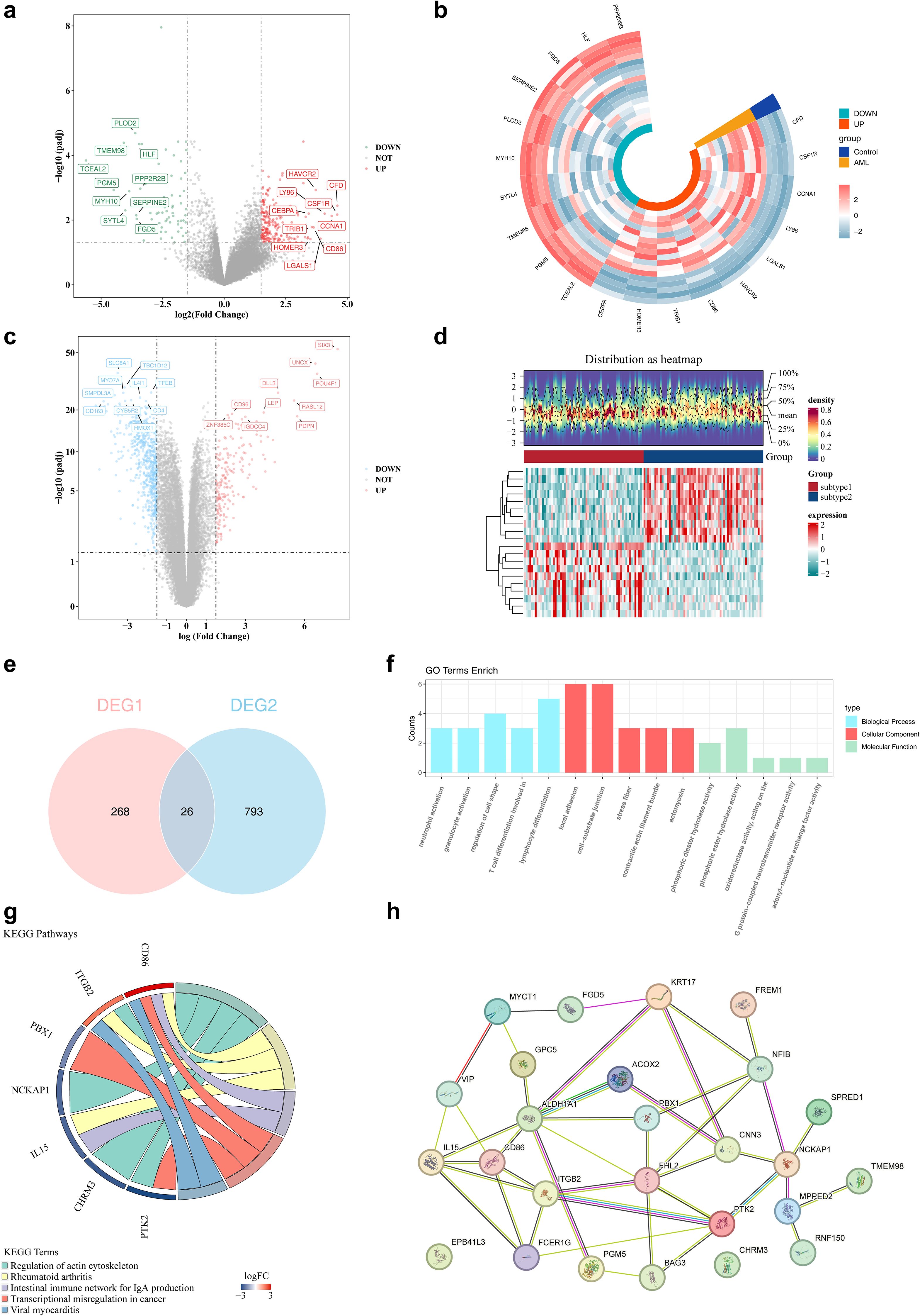 A composite image with eight panels displays various biological data visualizations. Panel (a) and (c) feature volcano plots showing gene expression changes. Panel (b) depicts a circular heatmap illustrating gene expression distribution. Panel (d) contains a heatmap and distribution graph. Panel (e) is a Venn diagram indicating the overlap between DEG1 and DEG2 groups. Panel (f) shows a bar chart of GO term enrichment. Panel (g) presents a chord diagram of KEGG pathways. Panel (h) displays a network diagram illustrating gene interactions.