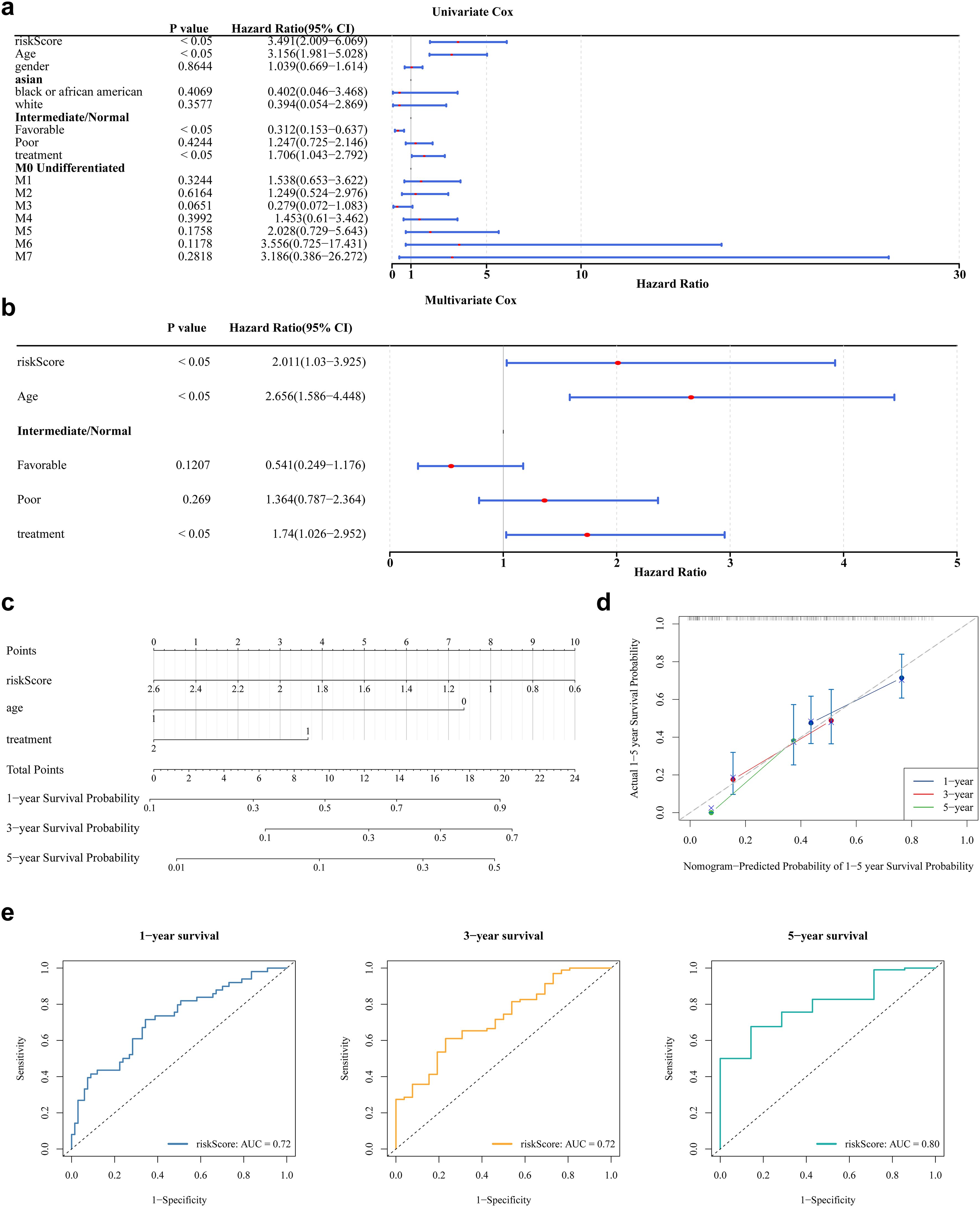 Graphs and charts display results from Cox regression analyses and survival predictions. **a.** Univariate and Multivariate Cox proportional hazards regression analyses show hazard ratios for variables like risk score, age, and treatment, with hazard ratios presented through forest plots. **b.** Multivariate Cox regression forest plot illustrating key variables with hazard ratios. **c.** Nomogram for predicting one, three, and five-year survival probabilities based on risk score, age, and treatment. **d.** Calibration plot comparing actual versus predicted one to five-year survival probabilities. **e.** ROC curves for one, three, and five-year survival, highlighting AUC values.