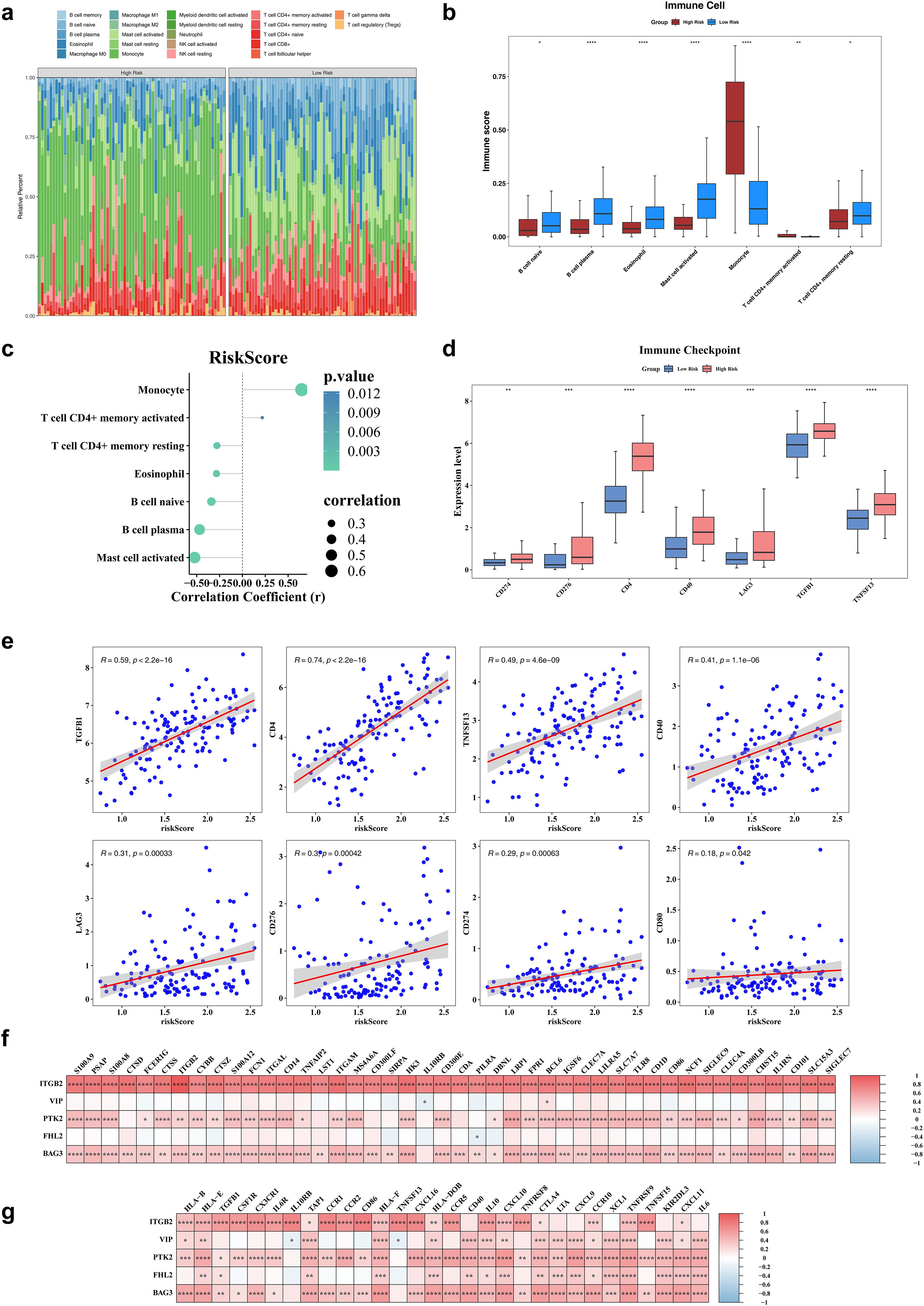 A composite image showing multiple figures related to immune cell analysis and risk scores. a) A stacked bar chart representing the distribution of immune cell types in different patient samples. b) Box plot depicting immune scores across three groups, with significant differences marked by asterisks. c) Bubble chart showing the correlation between different immune cells and risk scores, with varying bubble sizes and colors indicating correlation coefficients and p-values, respectively. d) Box plot of expression levels for various immune checkpoints, with differences across groups highlighted. e) Scatter plots with trend lines displaying the correlation between risk scores and expression of several immune-related genes. f) A heatmap representing the correlation of genes with risk scores. g) Another heatmap showing similar data as panel f with a focus on different gene markers.
