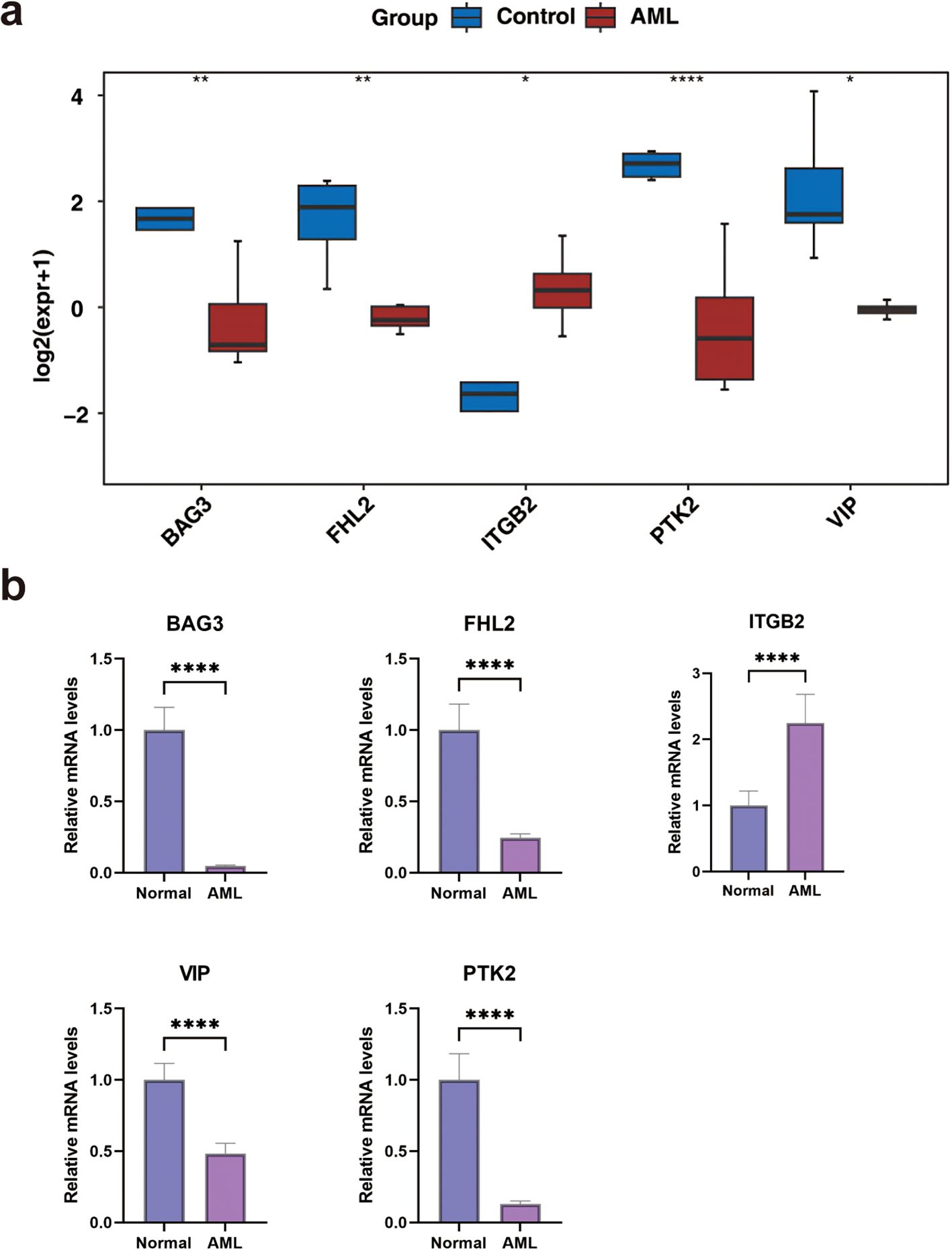 Two panels show gene expression data. Panel (a) presents box plots comparing log2 expression levels of genes BAG3, FHL2, ITGB2, PTK2, and VIP between control (blue) and AML (red) groups. Significant differences are marked with asterisks. Panel (b) displays bar graphs of relative mRNA levels of the same genes in normal (blue) and AML (purple) samples, with significant differences denoted. Error bars indicate variability.
