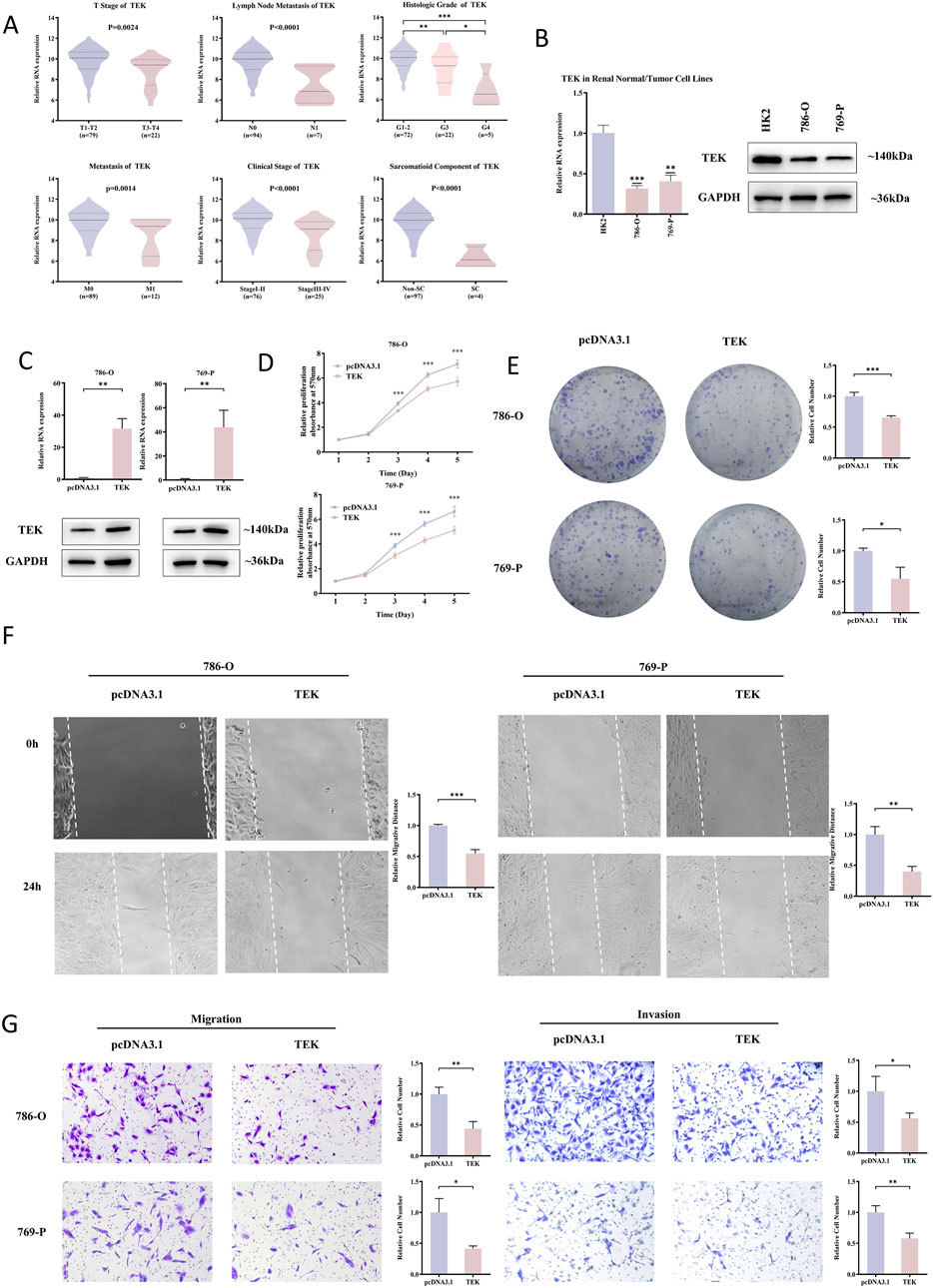 Graphs and images display the results of experiments on TEK expression in renal cancer. Panel A shows violin plots of TEK expression across various clinical parameters. Panel B illustrates TEK levels in normal versus tumor cell lines, with accompanying Western blot images. Panel C presents TEK mRNA and protein levels after overexpression in cell lines, confirmed by Western blots. Panel D graphs proliferation over several days. Panel E shows colony formation assays. Panel F includes wound healing assays with measurements at zero and twenty-four hours. Panel G highlights migration and invasion assays, with bar graphs showing statistical significance.