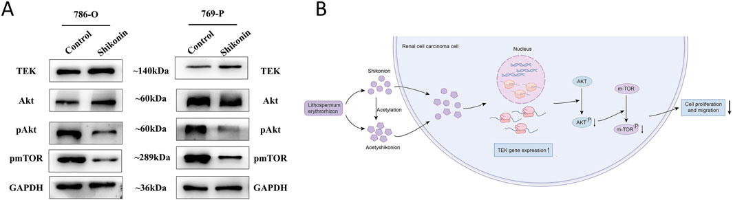 Panel A shows Western blot analysis of TEK, Akt, pAkt, pmTOR, and GAPDH proteins in 786-O and 769-P cell lines treated with control and Shikonin. Panel B illustrates a diagram of Shikonin and its acetylation to Acetylshikonin affecting TEK gene expression and signaling pathways in renal cell carcinoma cells, leading to decreased AKT and m-TOR phosphorylation, reducing cell proliferation and migration.