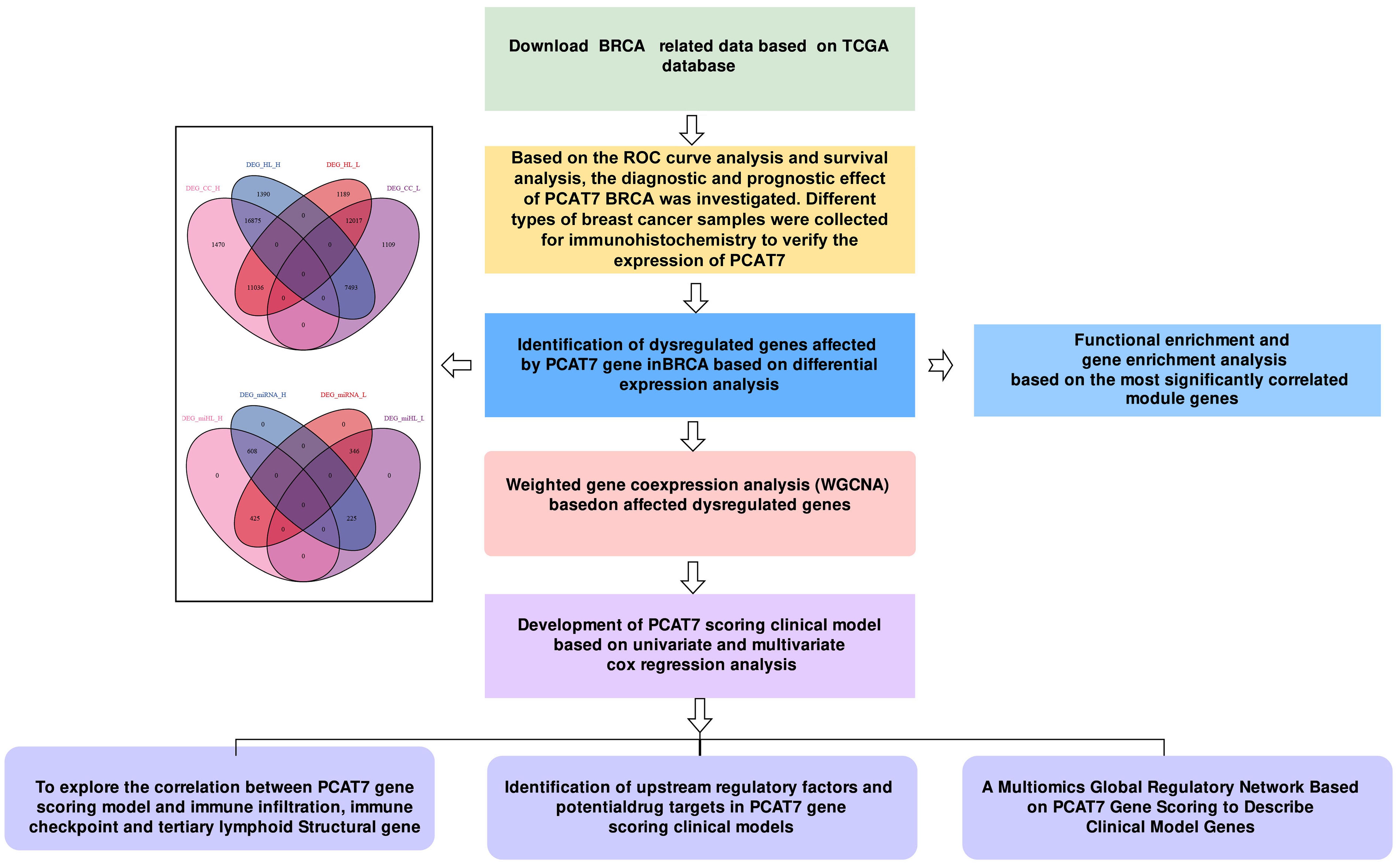 Flowchart illustrating the analysis of BRCA-related data from the TCGA database. Steps include ROC curve analysis, identification of dysregulated genes, Venn diagrams showing gene overlaps, weighted gene coexpression analysis, development of a PCAT7 scoring model, and exploration of correlations with immune infiltration. The process aims to identify regulatory factors and potential drug targets in a global regulatory network.