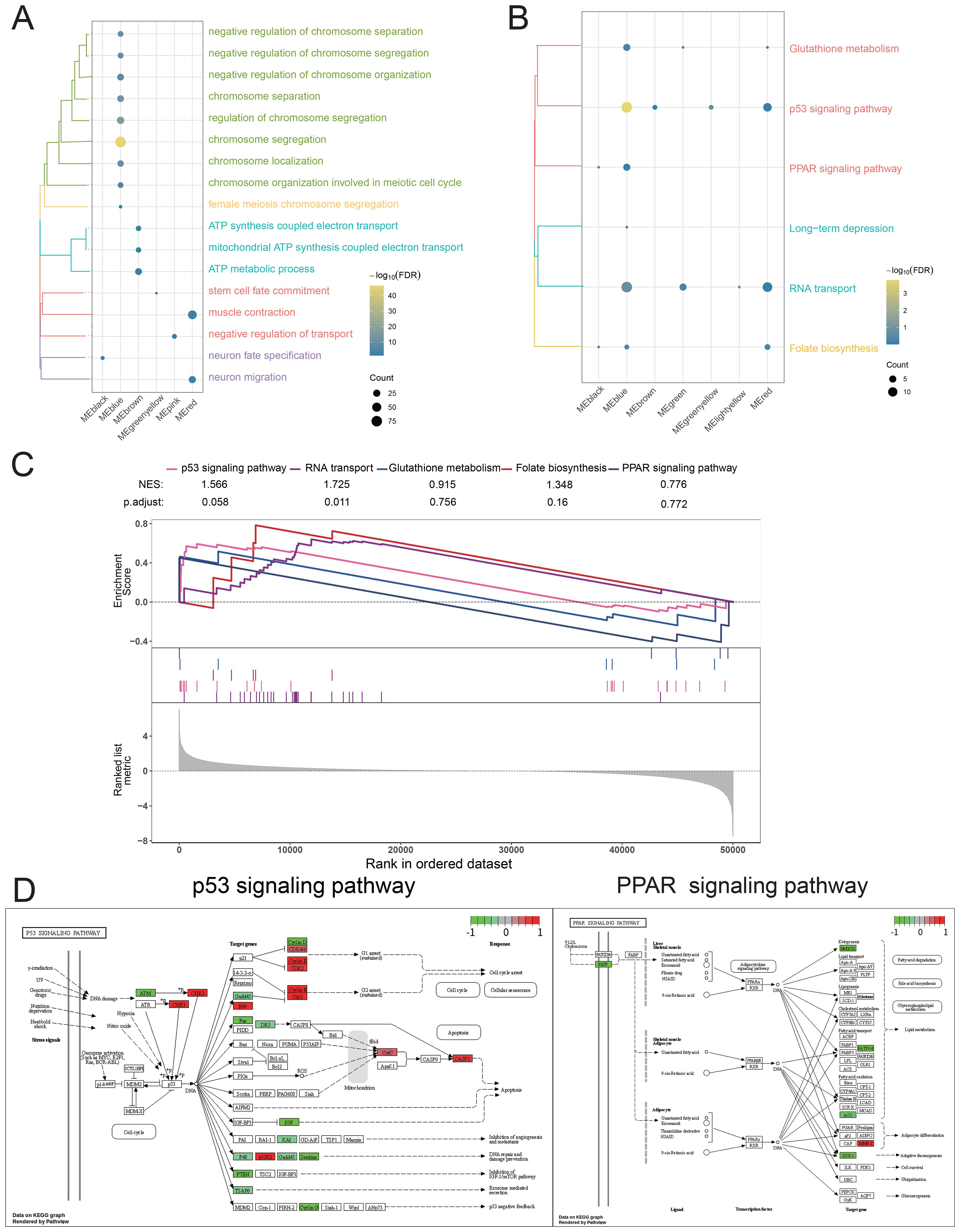 Four panels illustrating biological data: A. Dot plot of biological processes across six sample types, showing frequency and significance with color and size. B. Dot plot of pathways enriched by six sample types, with varying significance and count. C. Enrichment plot displaying pathways' enrichment scores, including the p53 signaling pathway, RNA transport, and others, with significance metrics. D. Two pathway diagrams: left for p53 signaling pathway, right for PPAR signaling pathway, detailing molecular interactions and gene involvement.
