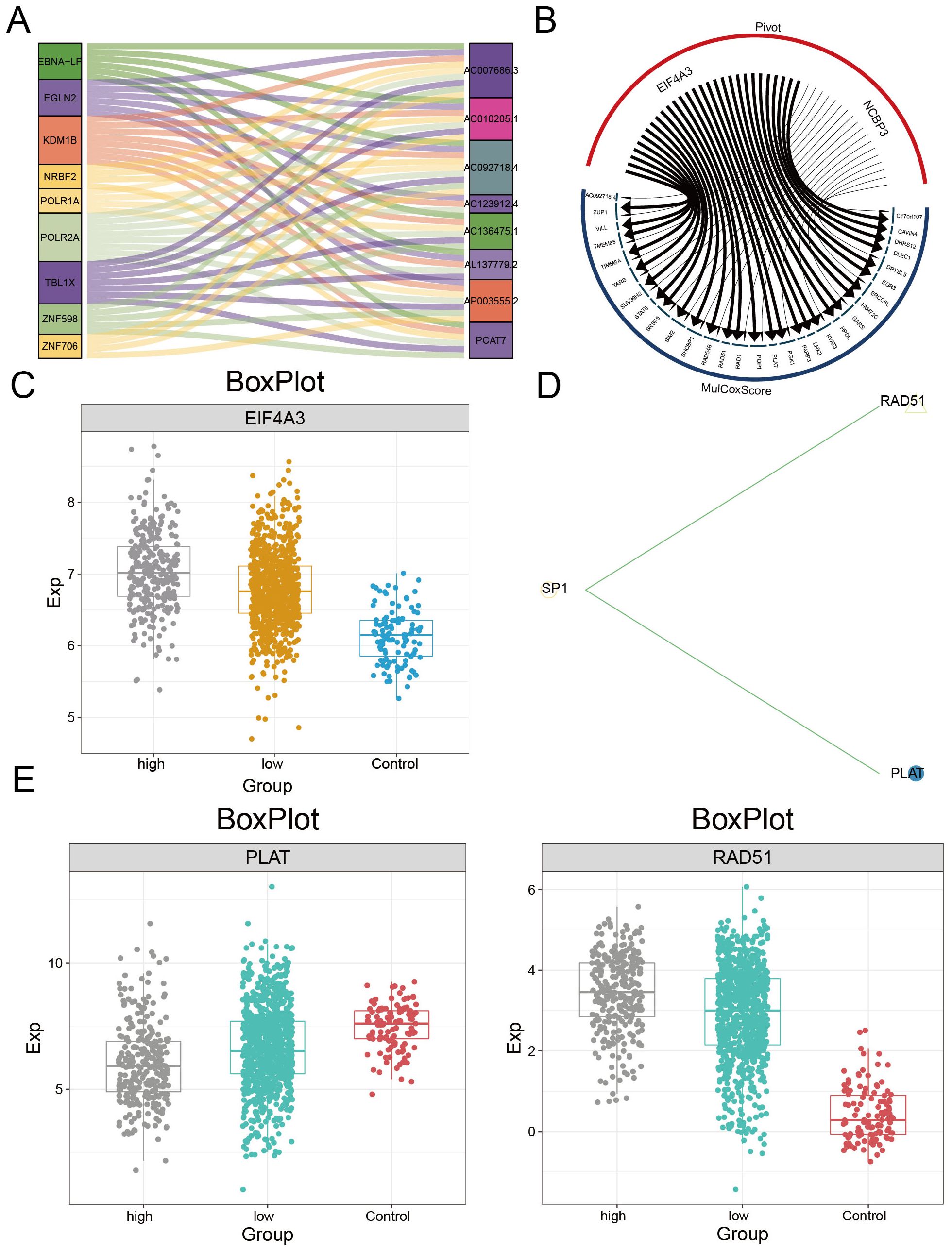 Diagram illustrating various analyses related to gene expression. (A) Sankey diagram showing relationships between genes and expressions. (B) Circular diagram with pivot analysis involving EIF4A3 and NGBP3. (C) Box plot of EIF4A3 expression across high, low, and control groups. (D) Minimal network diagram connecting SP1, RAD51, and PLAT. (E) Box plots depicting expression levels of PLAT and RAD51 across high, low, and control groups.