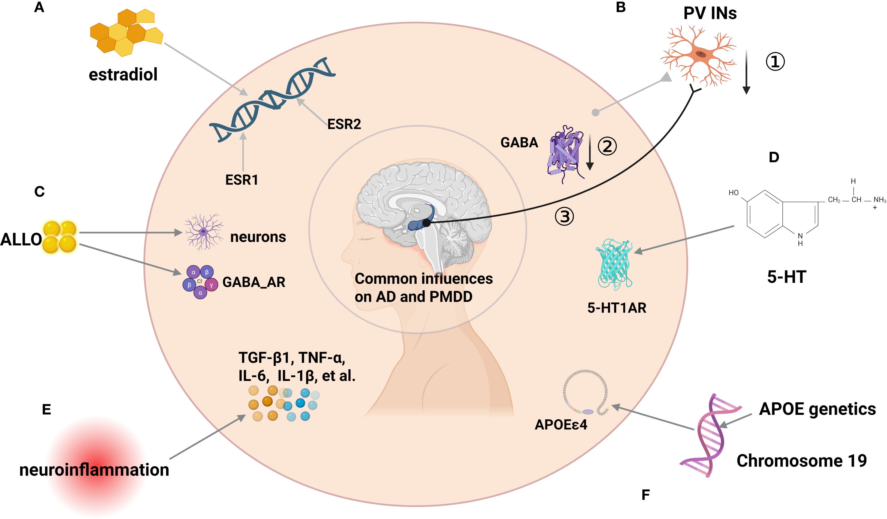 Diagram illustrating the common influences on Alzheimer's Disease (AD) and Premenstrual Dysphoric Disorder (PMDD). It features estradiol interacting with ESR1 and ESR2 genes, allopregnanolone (ALLO) affecting neurons and GABA receptors, and neuroinflammation involving cytokines. The diagram also shows the role of parvalbumin interneurons and serotonin (5-HT) with 5-HT1A receptors, as well as APOE genetics on chromosome 19, linked to the APOE ε4 variant. The brain is depicted centrally with connection pathways to these elements.